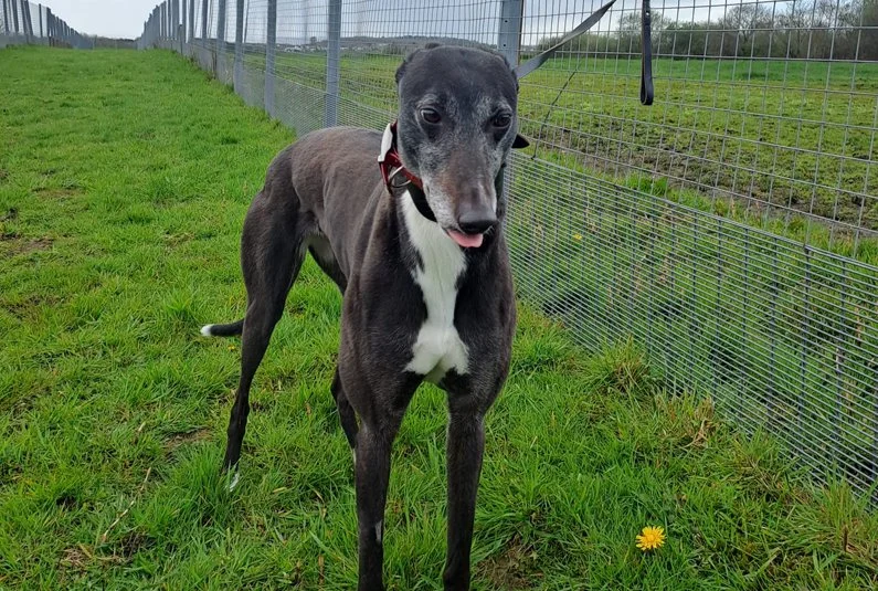 ARRIVING SOON . . . OPAL (Wingates Opal) was born in August 2022 and weighs 25 kg.  Opal is spayed, inoculated, microchipped, has a friendly nature, and travels well in a car.