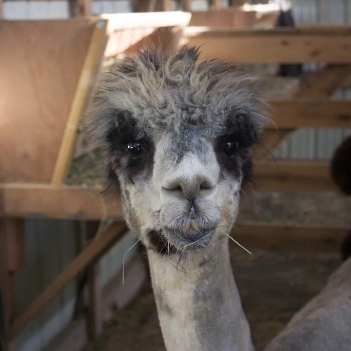 Meet Donnatella, a beautiful lady from Black Watch Alpacas, near my home. I had a lovely day visiting, and hope to add more alpaca to my yarn line! That said, Donnatella's fleece doesn't need to be dyed - it is exquisite just like it is.

@BlackWatch