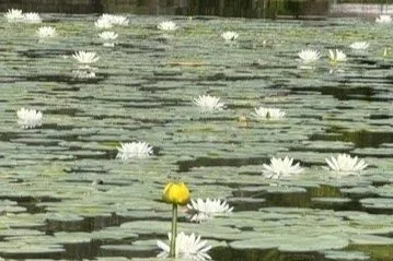 Sea of Sameness