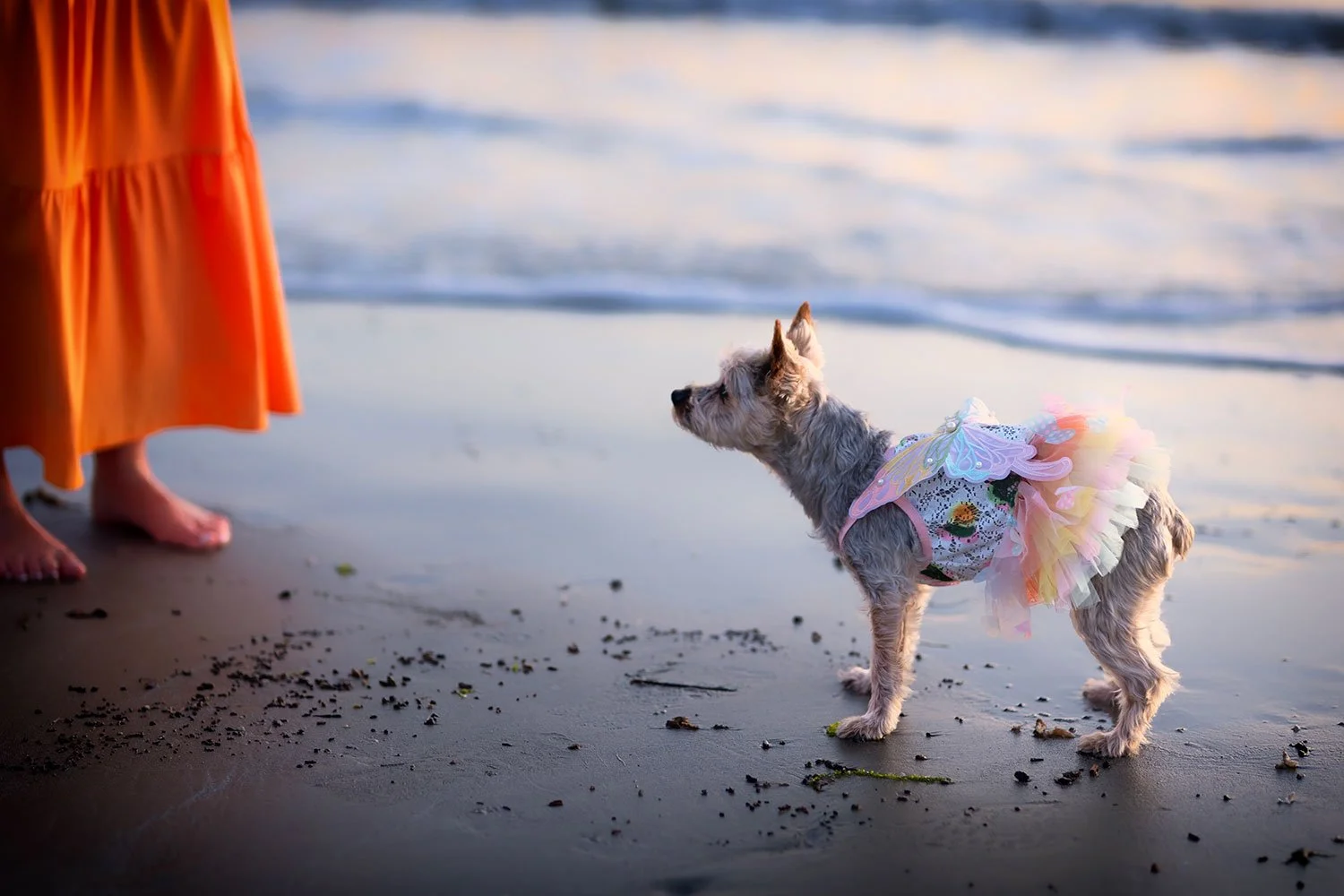 small yorkie looking up to its owner on a South Carolina beach