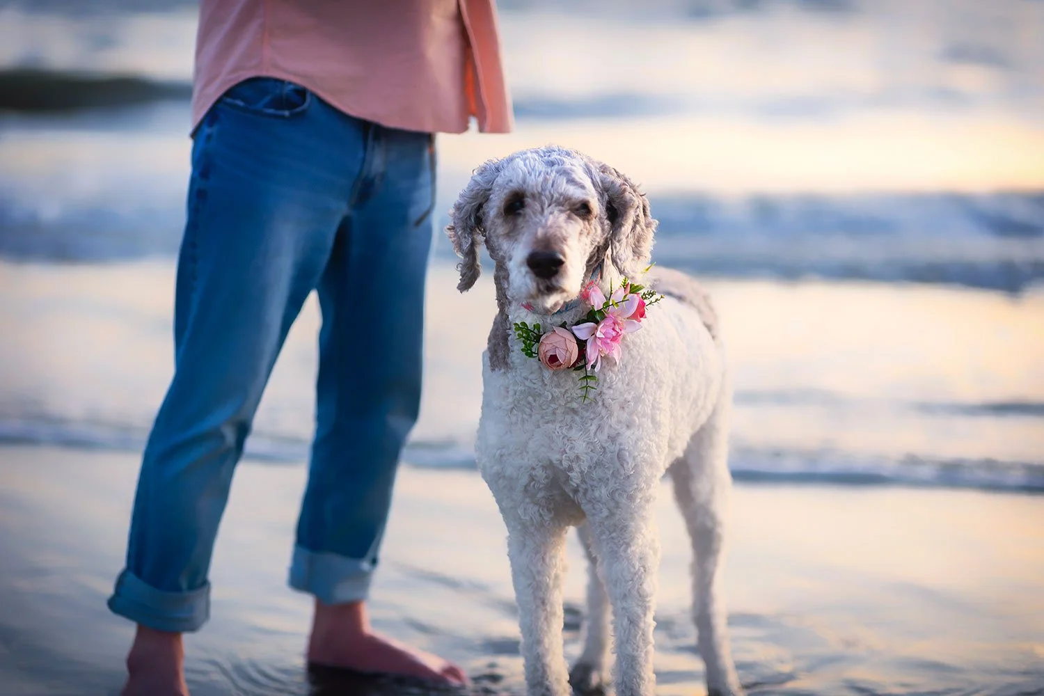 labradoodle with his owner on the beach in South Carolina