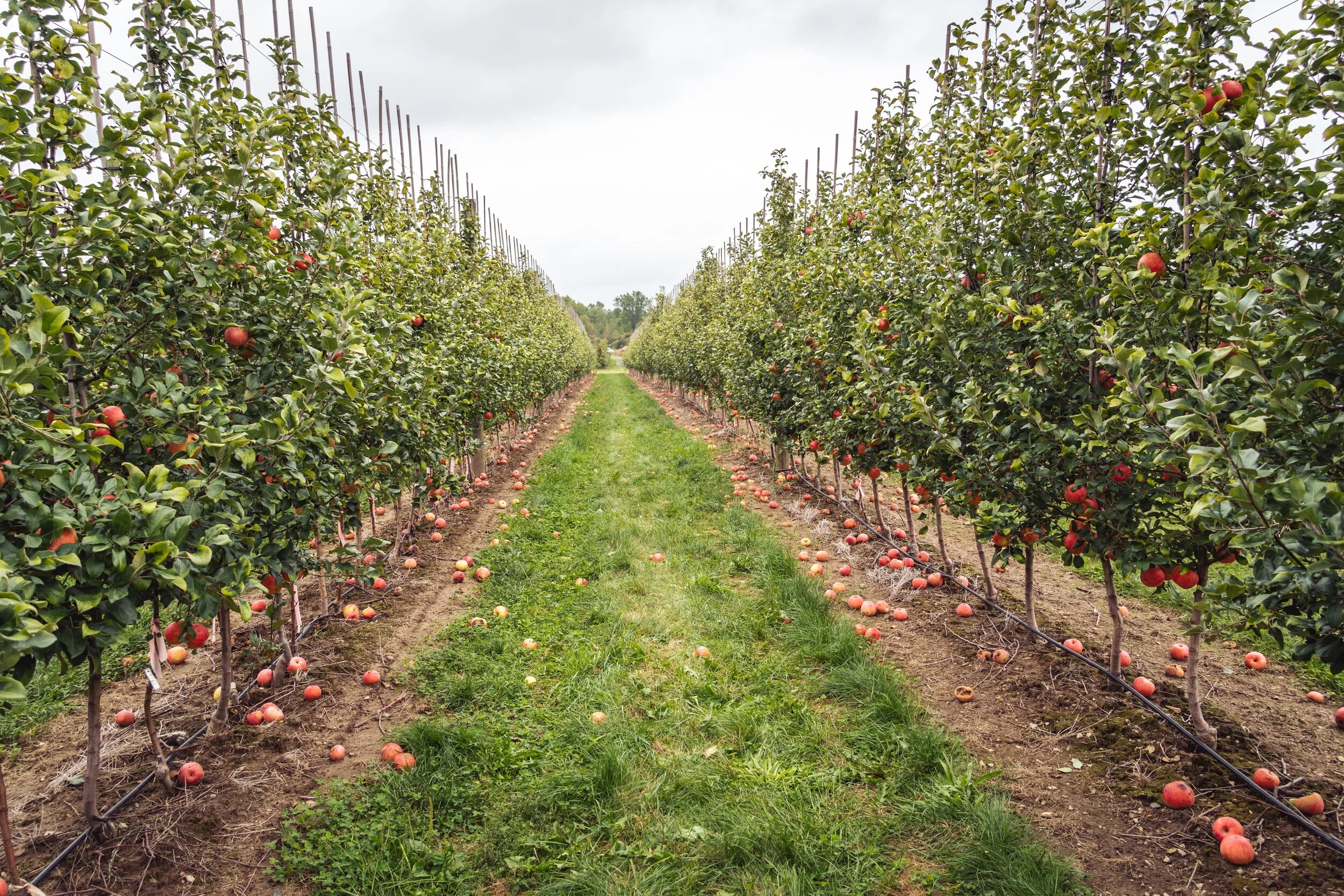 September Favorites: Cider Mills and Apple Orchards To Visit This Fall