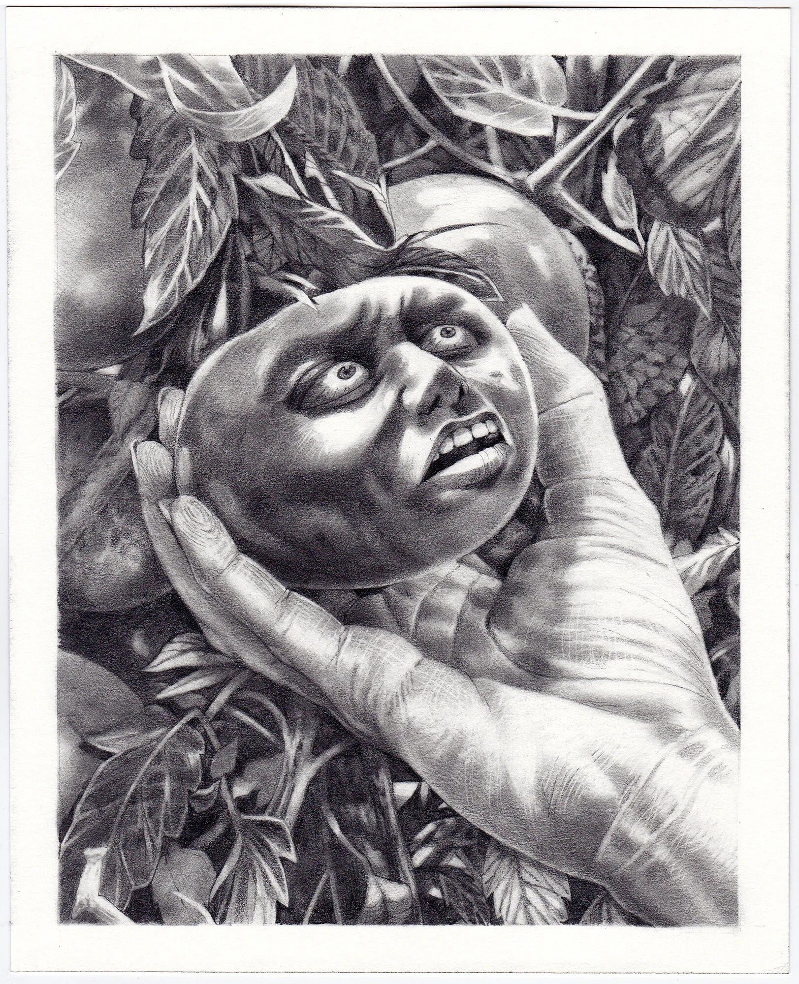 tomato picker 4.jpg