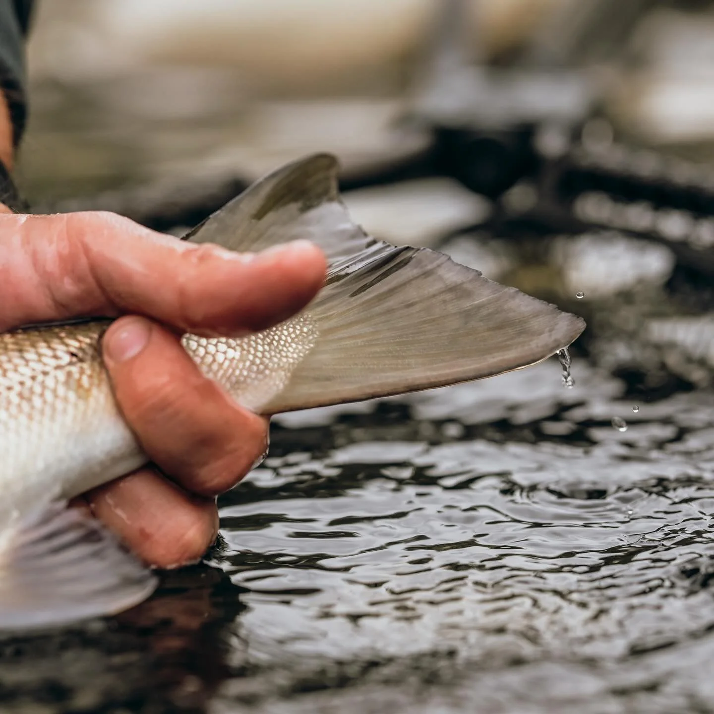 Held for a heartbeat.
Gone for a lifetime. 

#WildAndFree #CatchAndRelease #gaula #salmonnorway #flyfishing