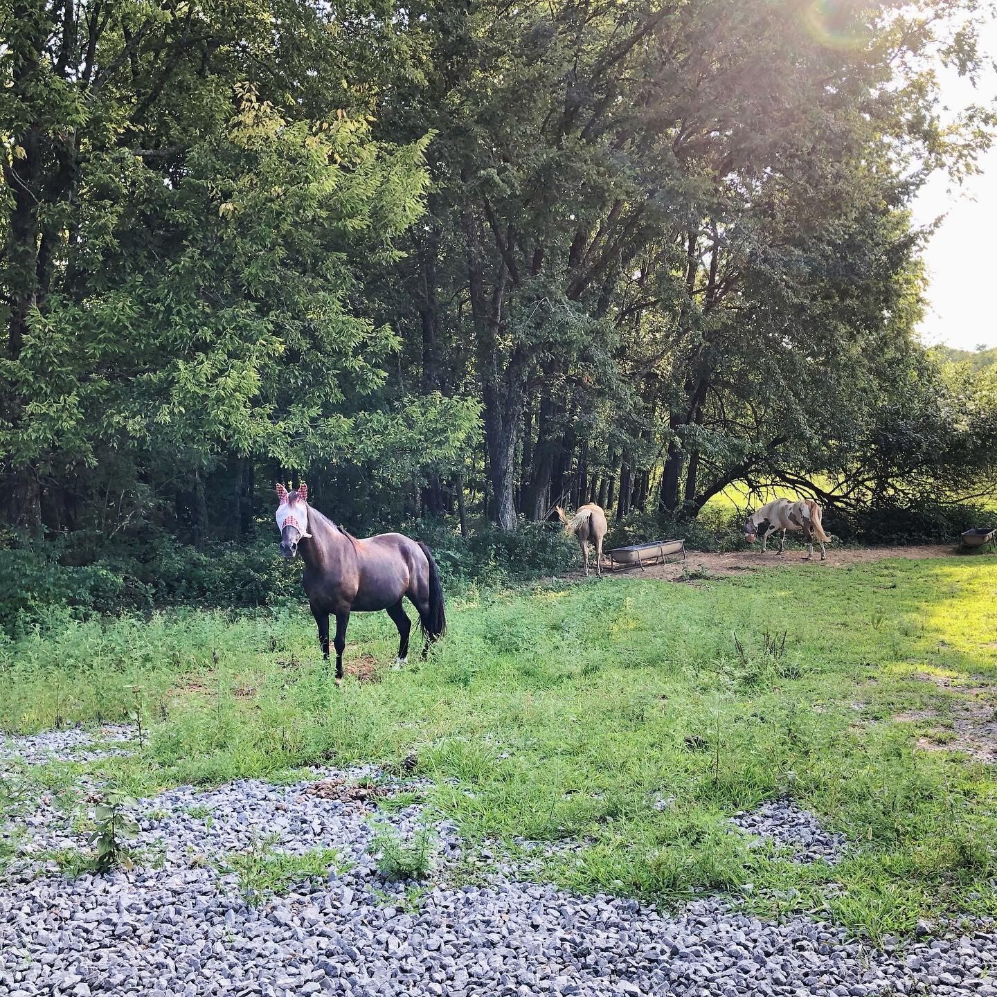 Not only are we excited for cooler fall weather but we&rsquo;ve got a feeling a few horses are ready to be done with fly masks, too!