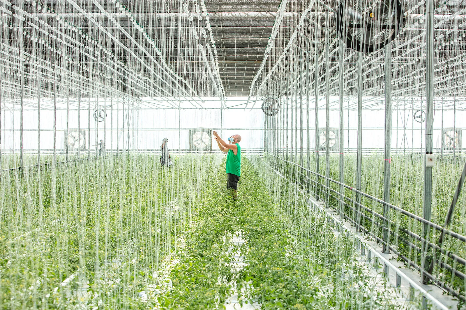 Kentucky Fresh Harvest