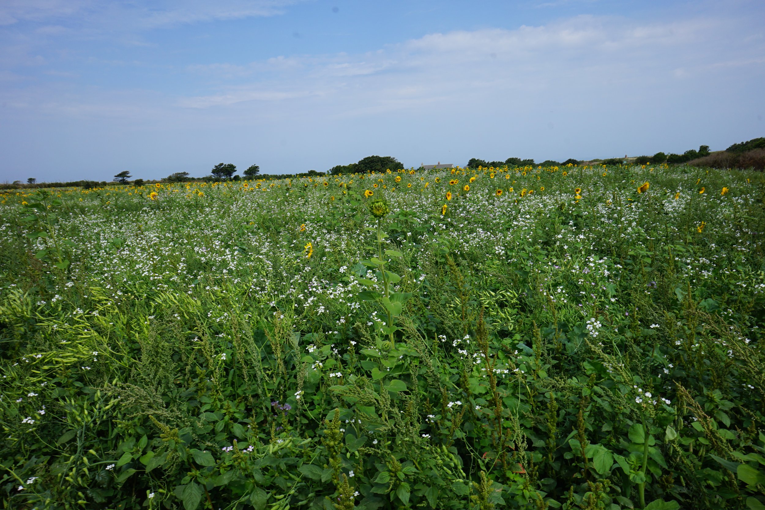 Rented fields under cover crops