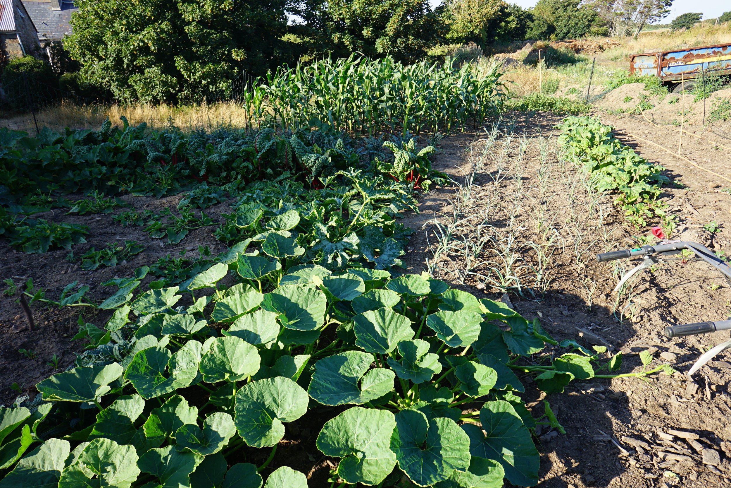 veg patch built on seaweed, manure, wood and biochar..