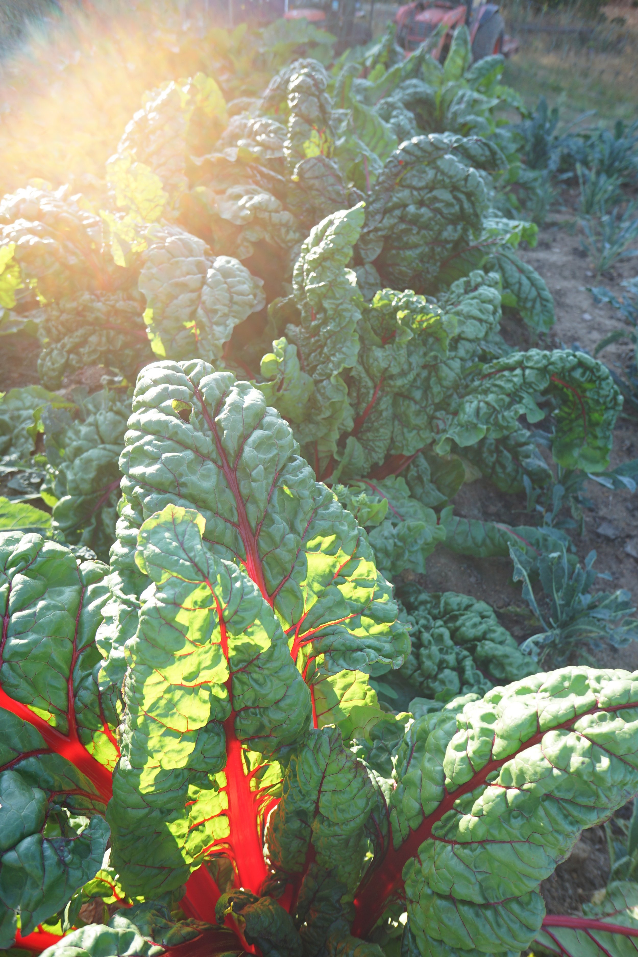 2022 Produce