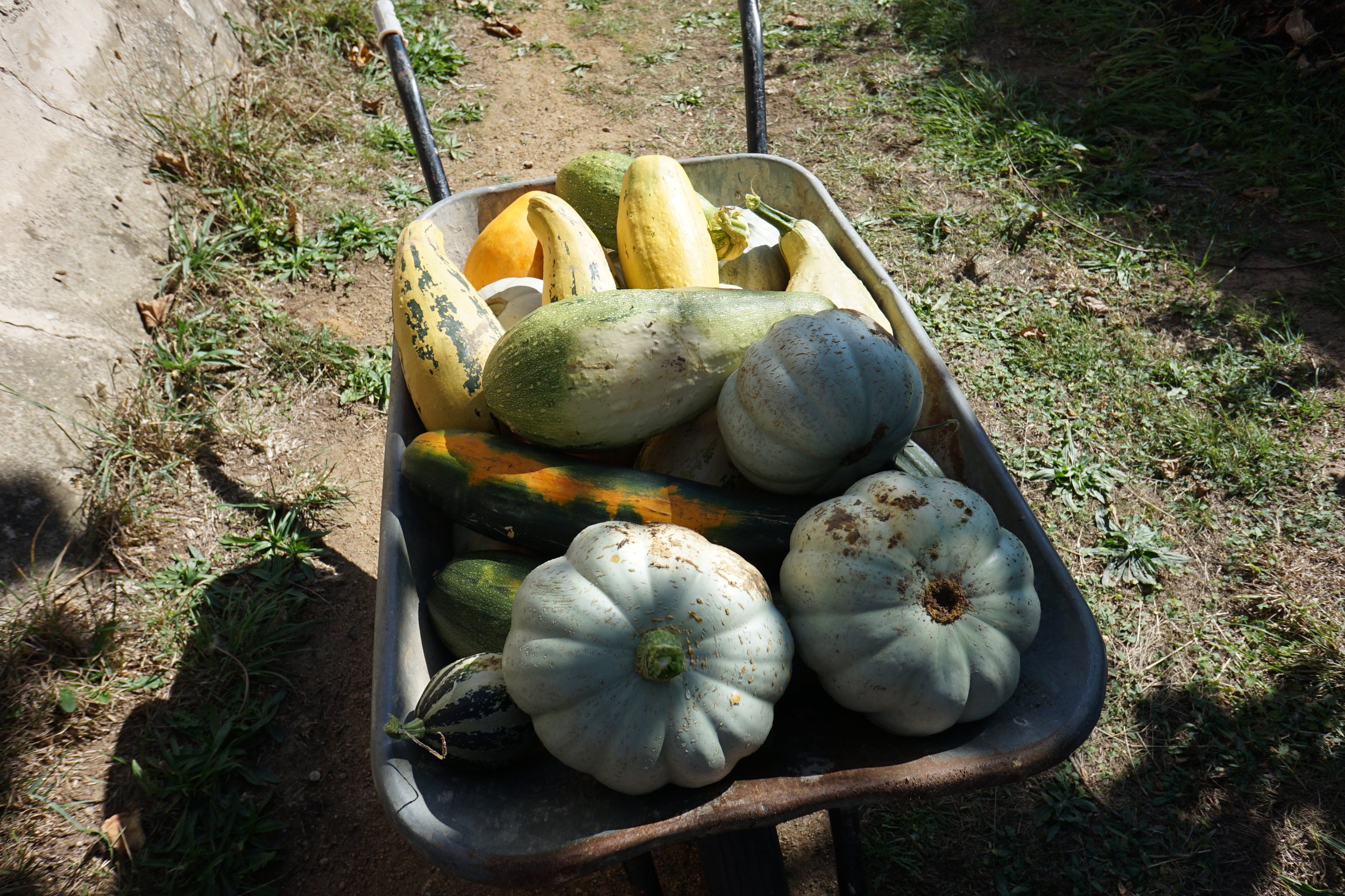 Squash varieties 2022