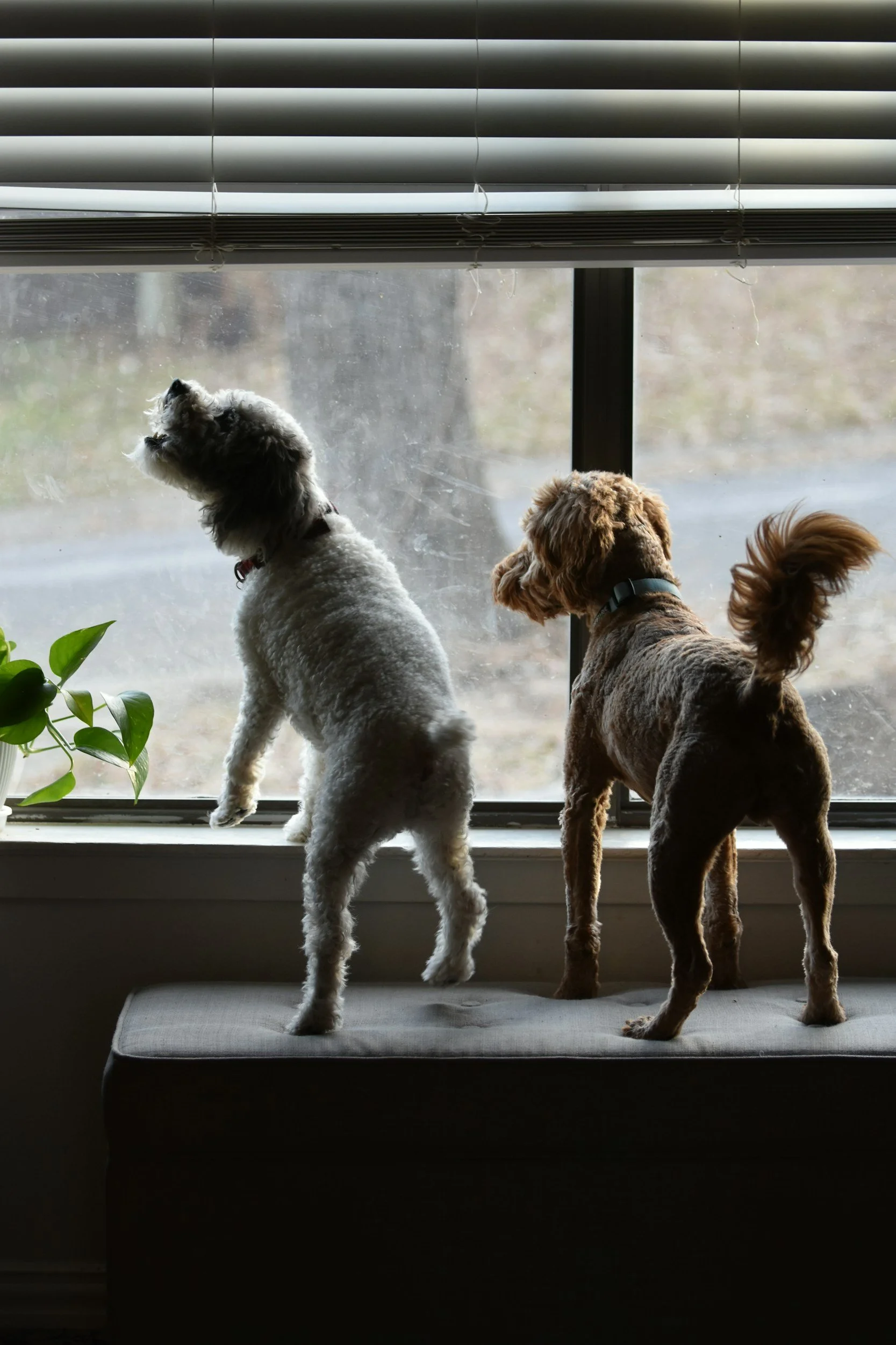 The New Dog "Honeymoon" Is Over: What to Do When Unwanted Behaviors Show Up