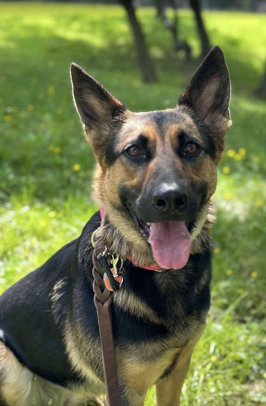 "I worked with Mimi for a while with my 5 year old malinois/GSD mix Kaia. As a trainer myself, it is ALWAYS appreciated to have a fresh and different perspective on how to improve your handling with your dog. Mimi brings down to earth methodology, wi