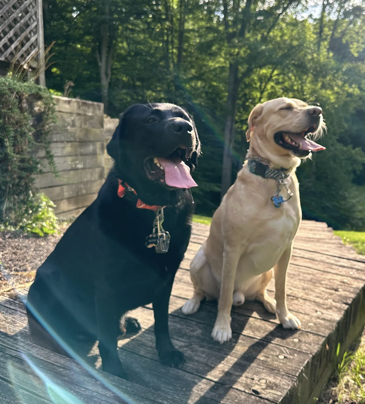 "Mimi helps dogs and their owners thrive! She gave us all the tools we needed to significantly improve both of our dogs’ behavior. My dogs have very different personalities and struggles, but Mimi guided us in the right direction to address them. Her