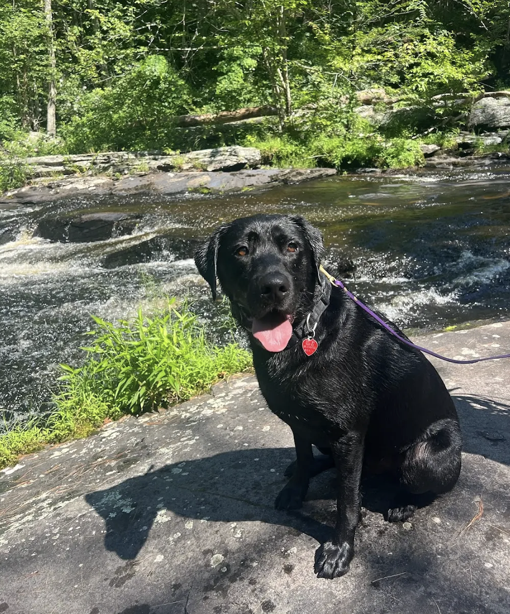 "Mimi is the best! She takes the time to understand your pup’s unique needs and communicates with care, clarity, and consistency. Thanks to her, my highly noise- and environment-sensitive dog has gained so much confidence and become more focused and 