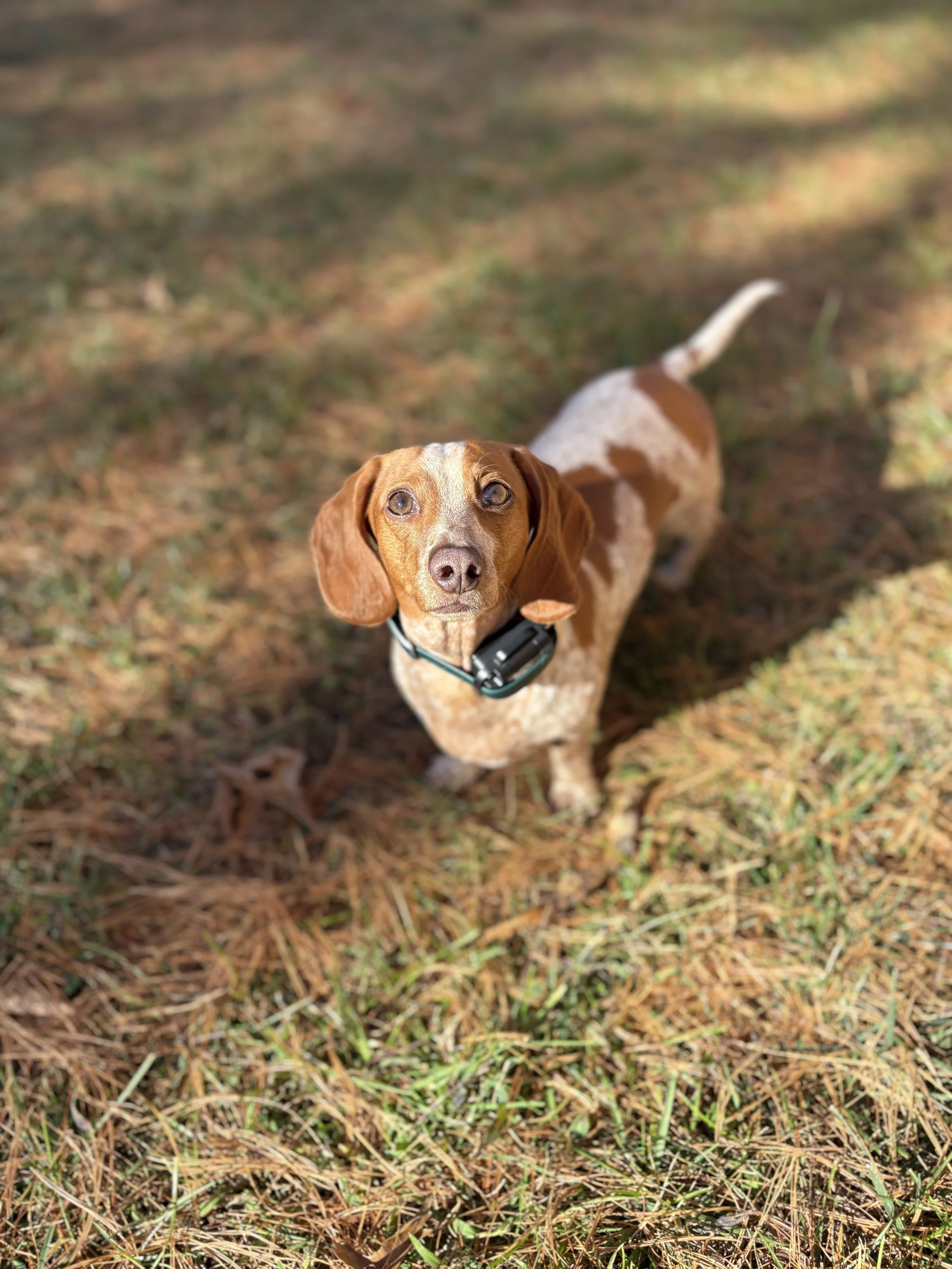 "Mimi was so incredibly helpful in changing my relationship with my dog, Henry. Without her help and guidance to managing his reactivity, I would never have been able to do all of the things with Henry that I do now (obedience, rally, barn hunt, hiki