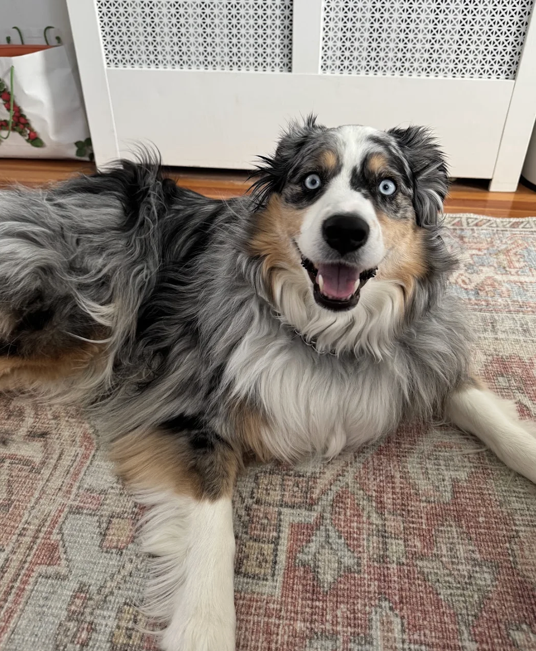 "Mimi at Hadley Training Co is amazing! My Australian Shepard is 4 and we started working with Mimi when he was almost 1 year old and in his troublesome teenage phase. His eager to please puppy days were behind him and his energy wouldn’t quit. She h