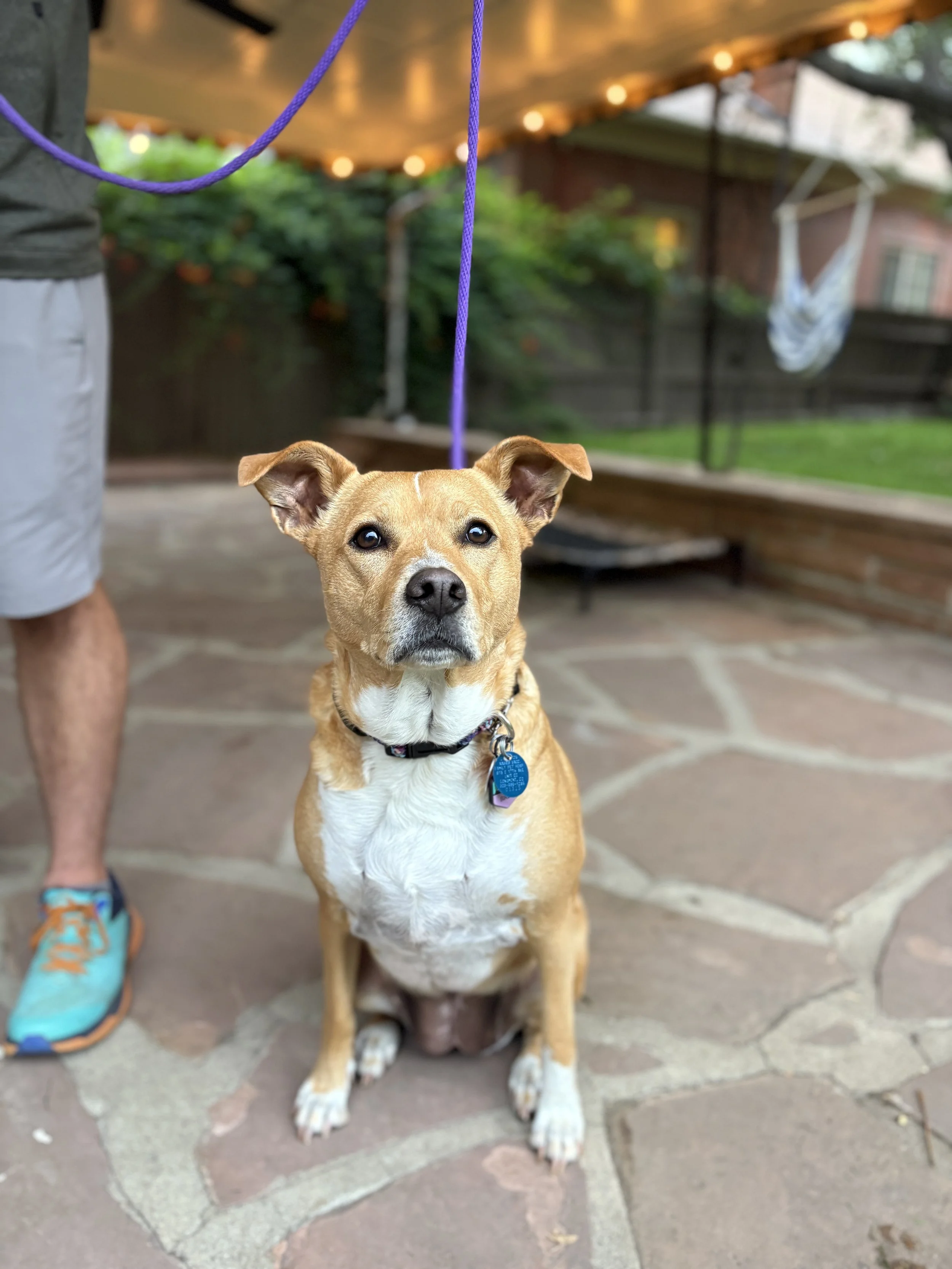 "Mimi has been able to help us lead our anxious dog more confidently. This has helped us and our pup be able to take car rides and work through anxious times (like when the garbage truck go by or a sprinkler turns on while on walks). Mimi has always 