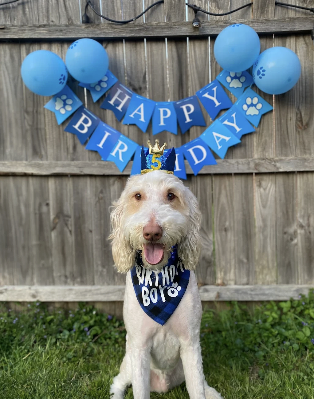 "Toby began his training with Mimi almost two years ago. At the time, he struggled significantly with reactivity; barking and lunging at anything with legs or wheels, and constantly pulling during walks.

Thanks to Mimi’s expertise and guidance, Toby