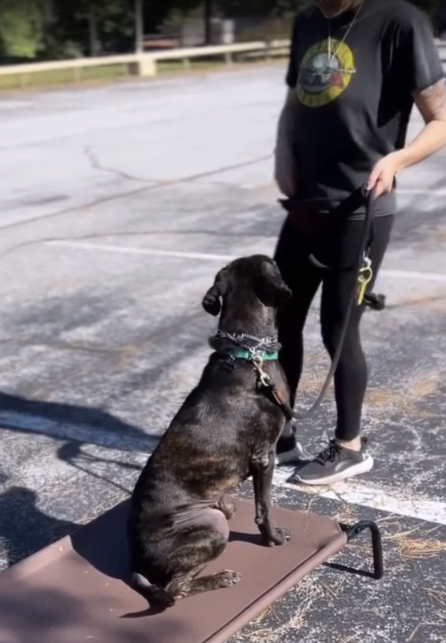 "I don't know where we'd be without HTC! She trained one of my dogs 4 years ago and then our second dog recently. She changed my mindset towards dog ownership - she'll coach you how to get into a routine that's best for you and your pups. I'd recomme