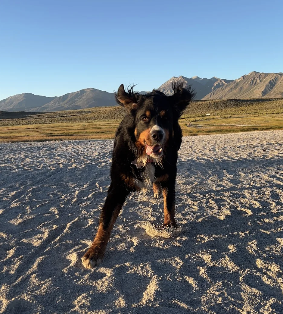"Mimi at Hadley Training Co has been a massive life saver. We adopted a 2 year old Bernese Border Collie Mix 6 months ago and started doing virtual visits with Mimi over zoom. With just a few calls, we have successfully taught our new dog place comma