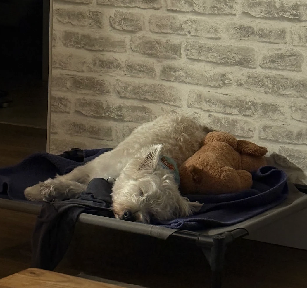 "Mimi was so wonderful with Casper! We worked with her twice!! First when he was very young and then again right after he turned 18 months! We both learned so much and she is the reason for such a good boy!" - Caitlin