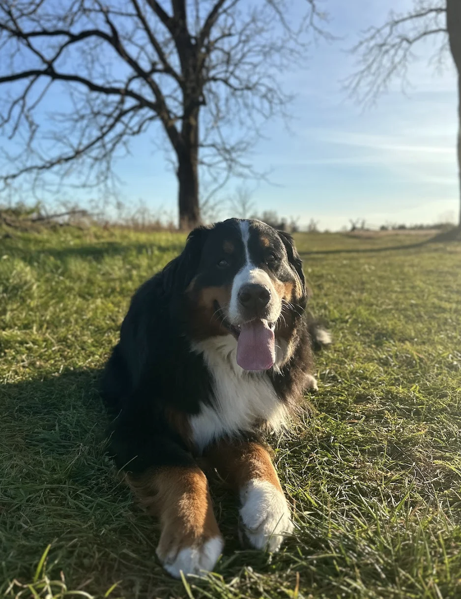 "Working with Mimi has been an absolute game-changer for me and my dog. My 110 lb pup has always struggled with anxiety, which made everyday life a challenge (walking on leash, listening to basic commands, and simply staying calm at home). From day o