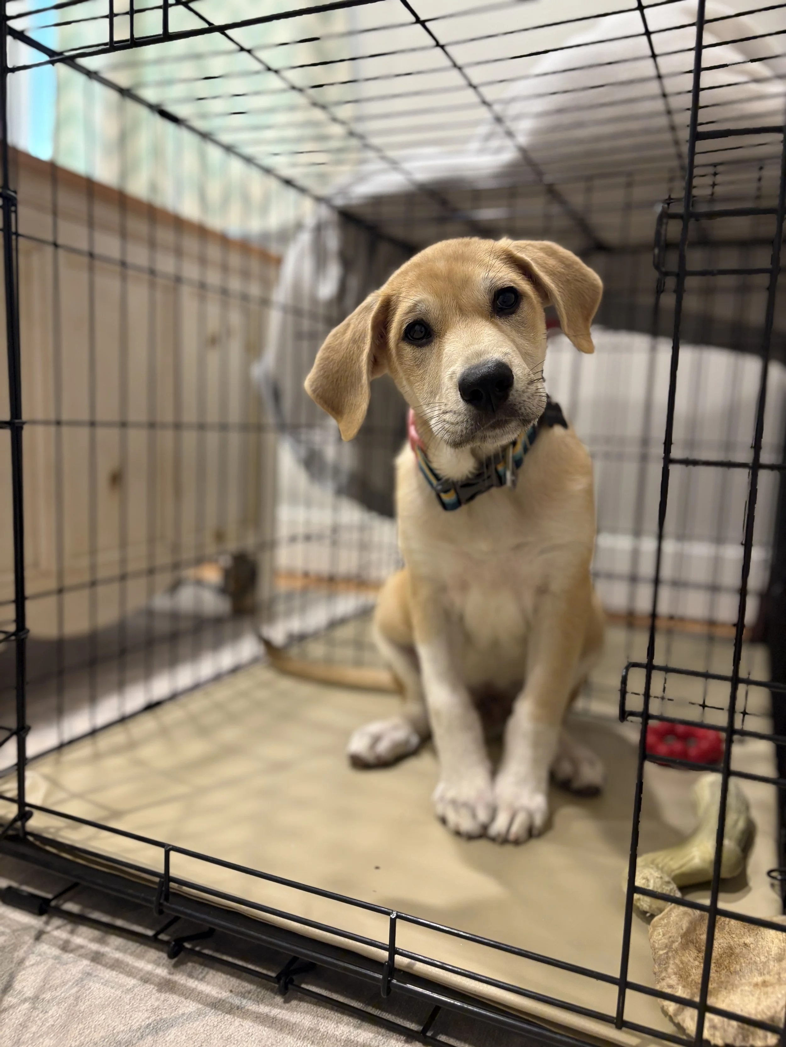 "Mimi at Hadley Training Co. trained our new puppy for a few weeks before he came home with us and it was honestly one of the best investments I’ve ever made! He was potty trained, sleeping through the night, crate trained, walking well on a leash, c