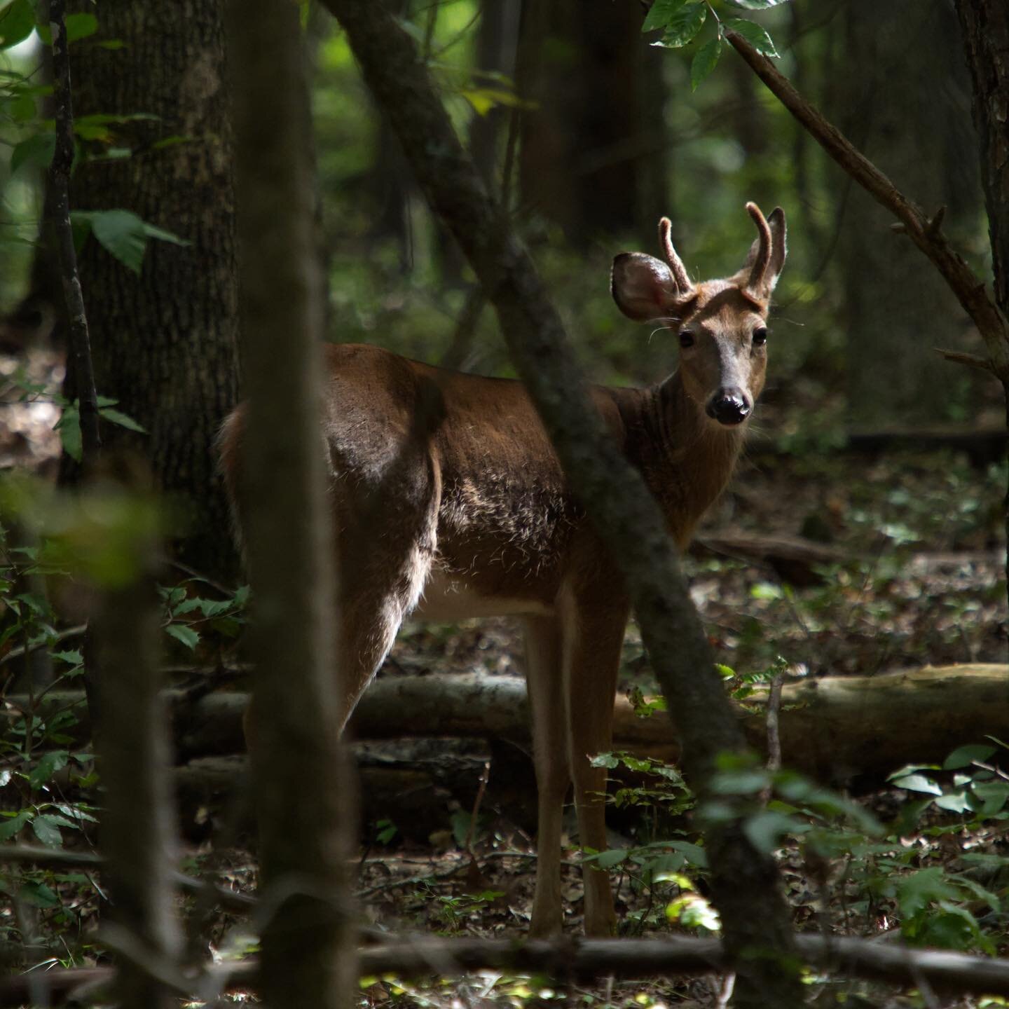 Curious Young Buck #nature #hiking #trails #loveva #wildlife #autumn #getoutside #getolympus #em1markii
