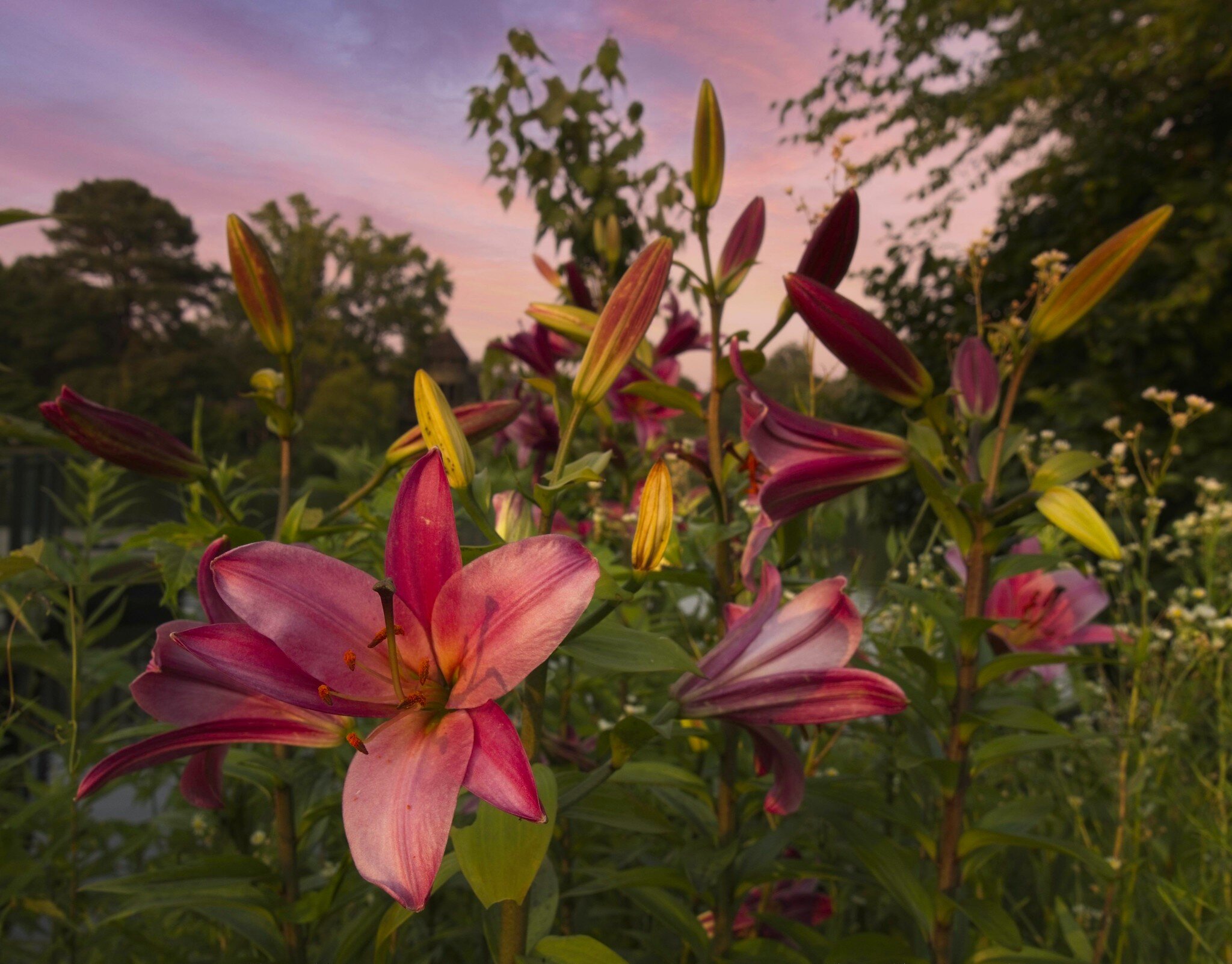 Pink Lily