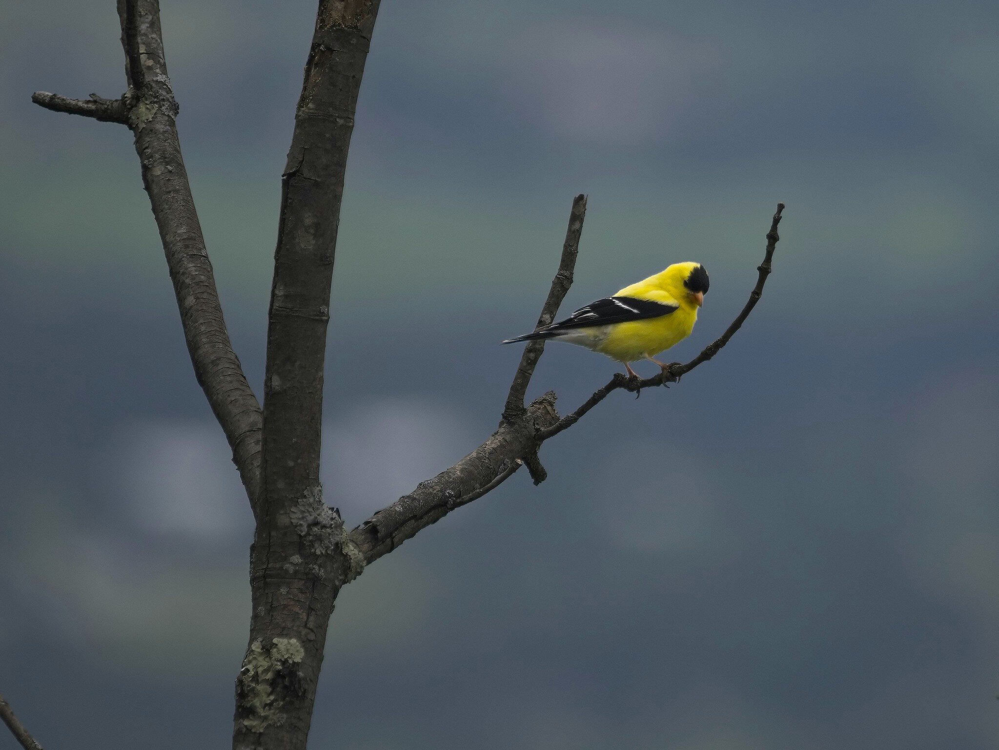 American Goldfinch