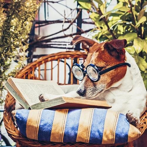 Dog_reading_a_book_filtered_icon_720x.jpg