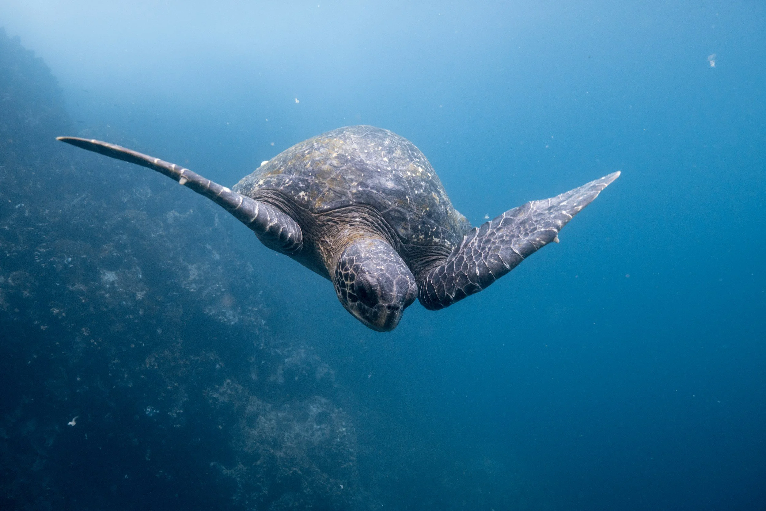 Epic Landscapes &amp; Endemic Wildlife: A Luxury Guide from Patagonia to the Galapagos