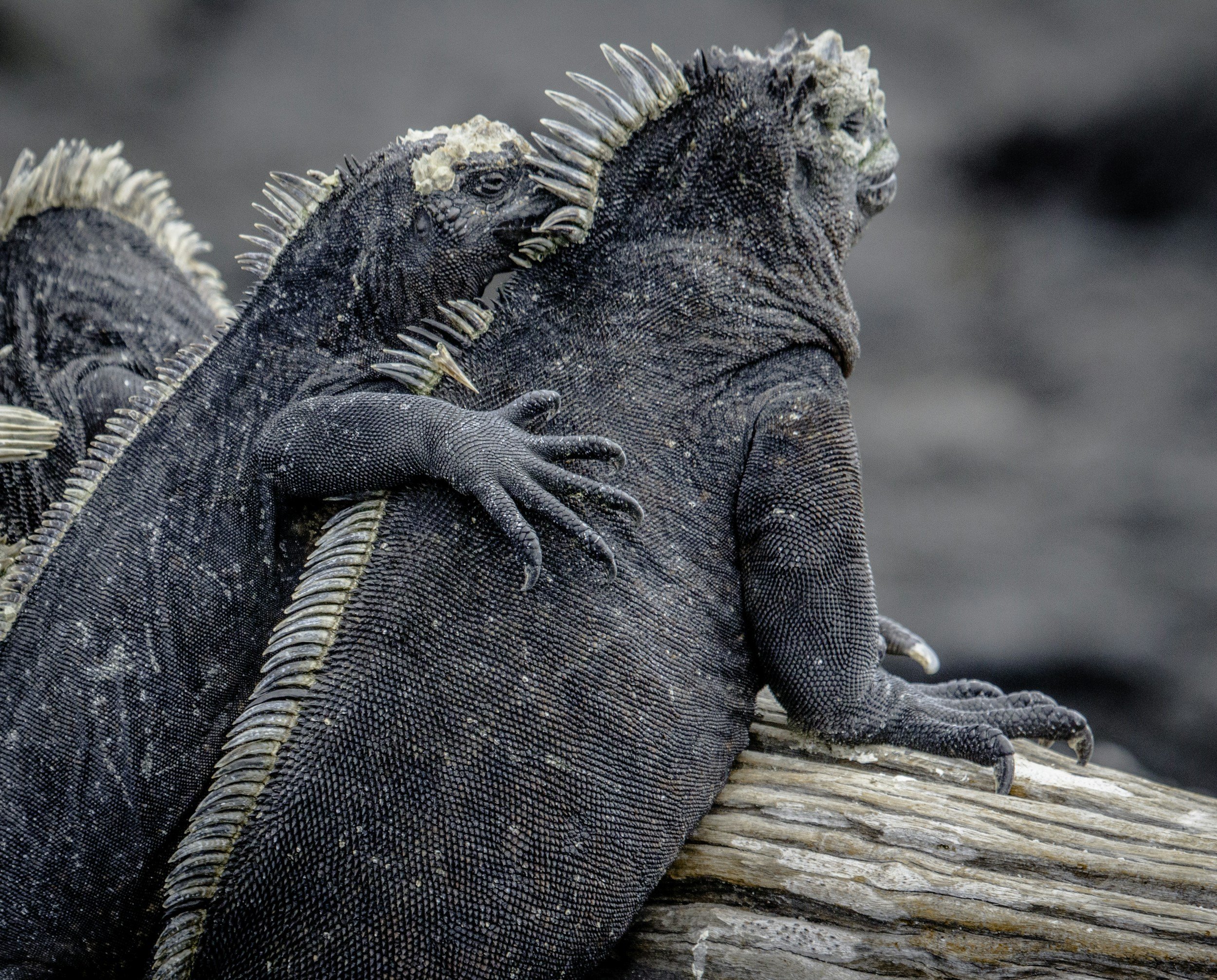 Wildlife on Galapagos Islands