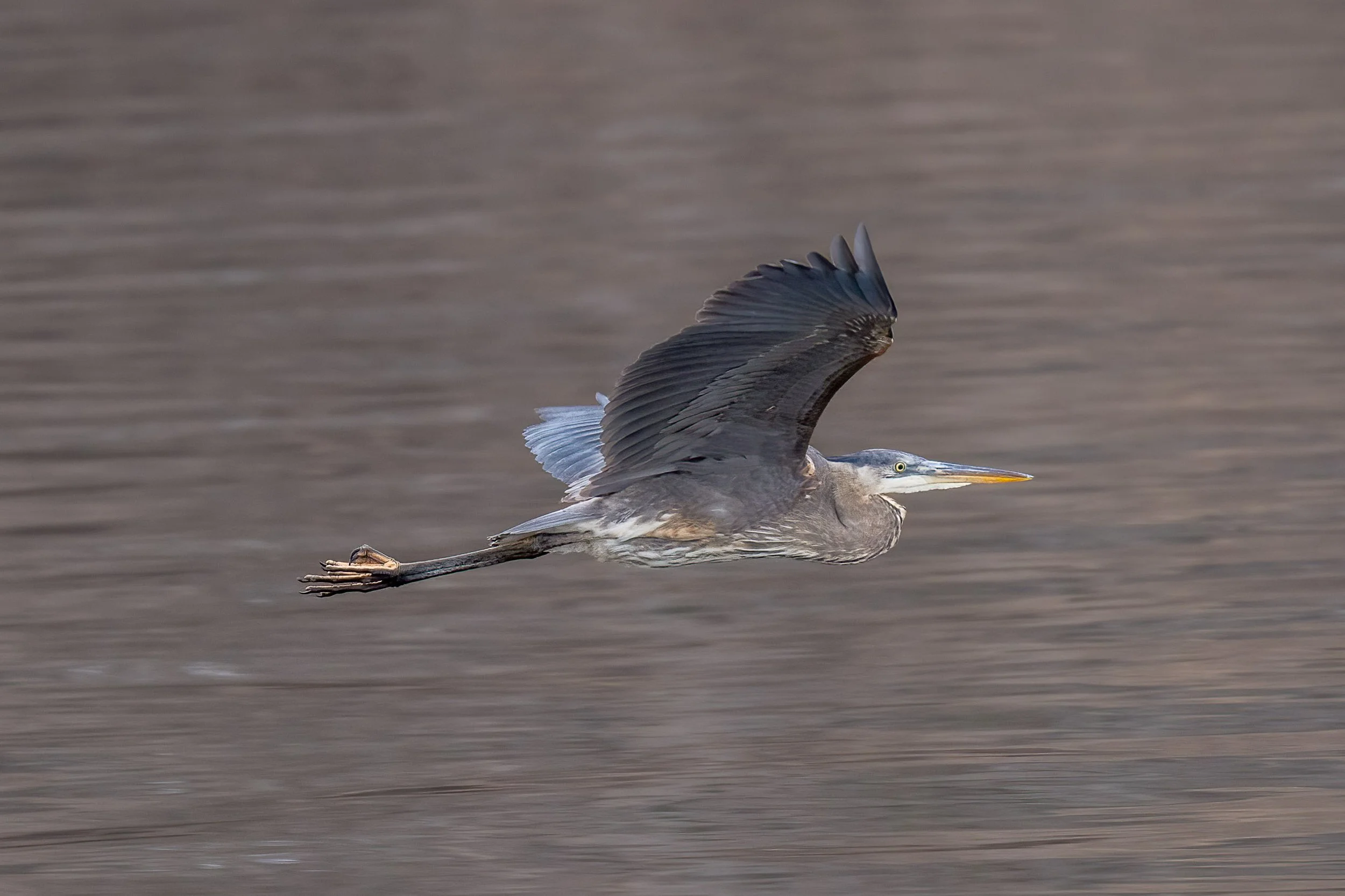 2026_01_02_Riverside Landing_0430-Edit.JPG