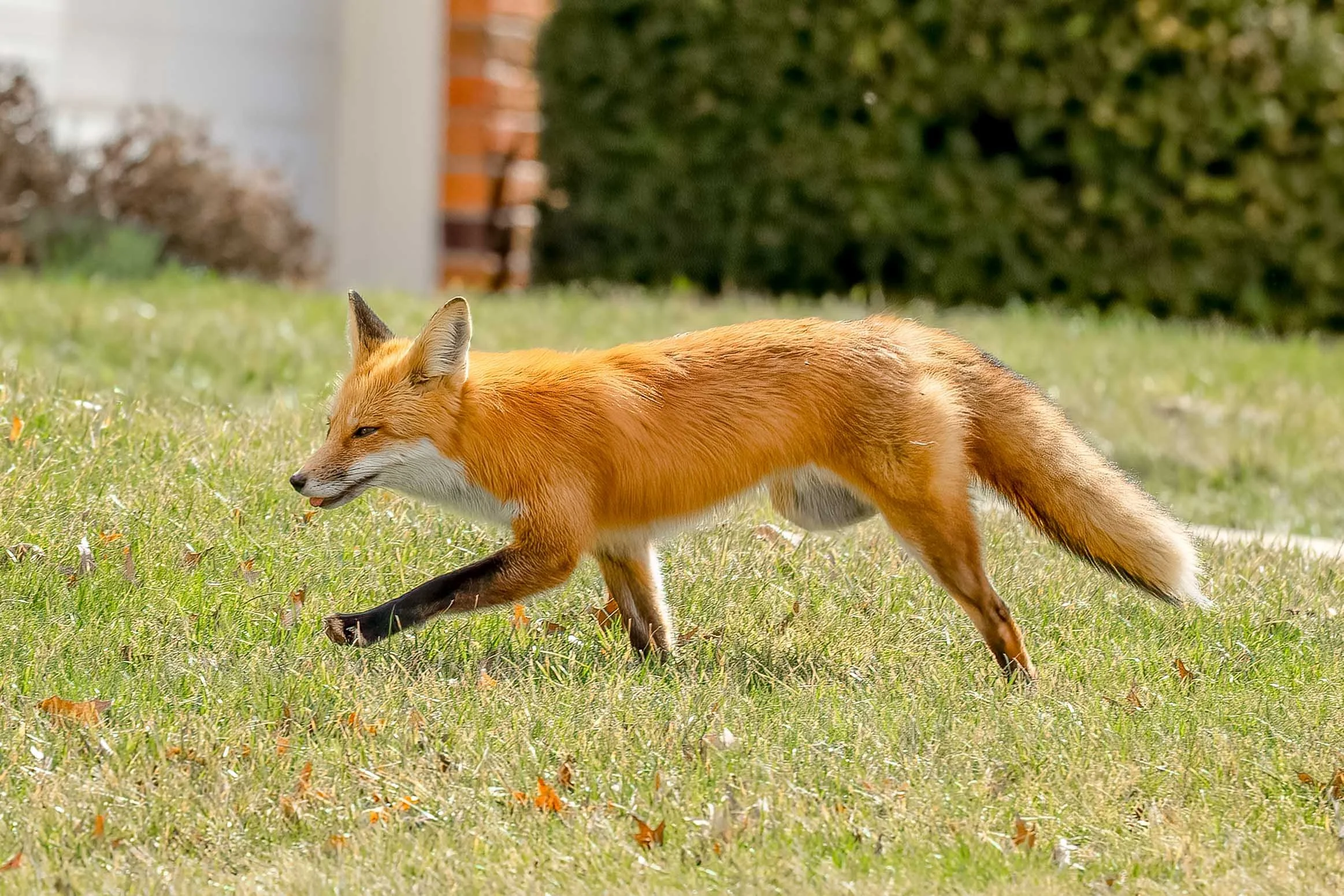 2026_03_06_Fox_0005-Edit.JPG