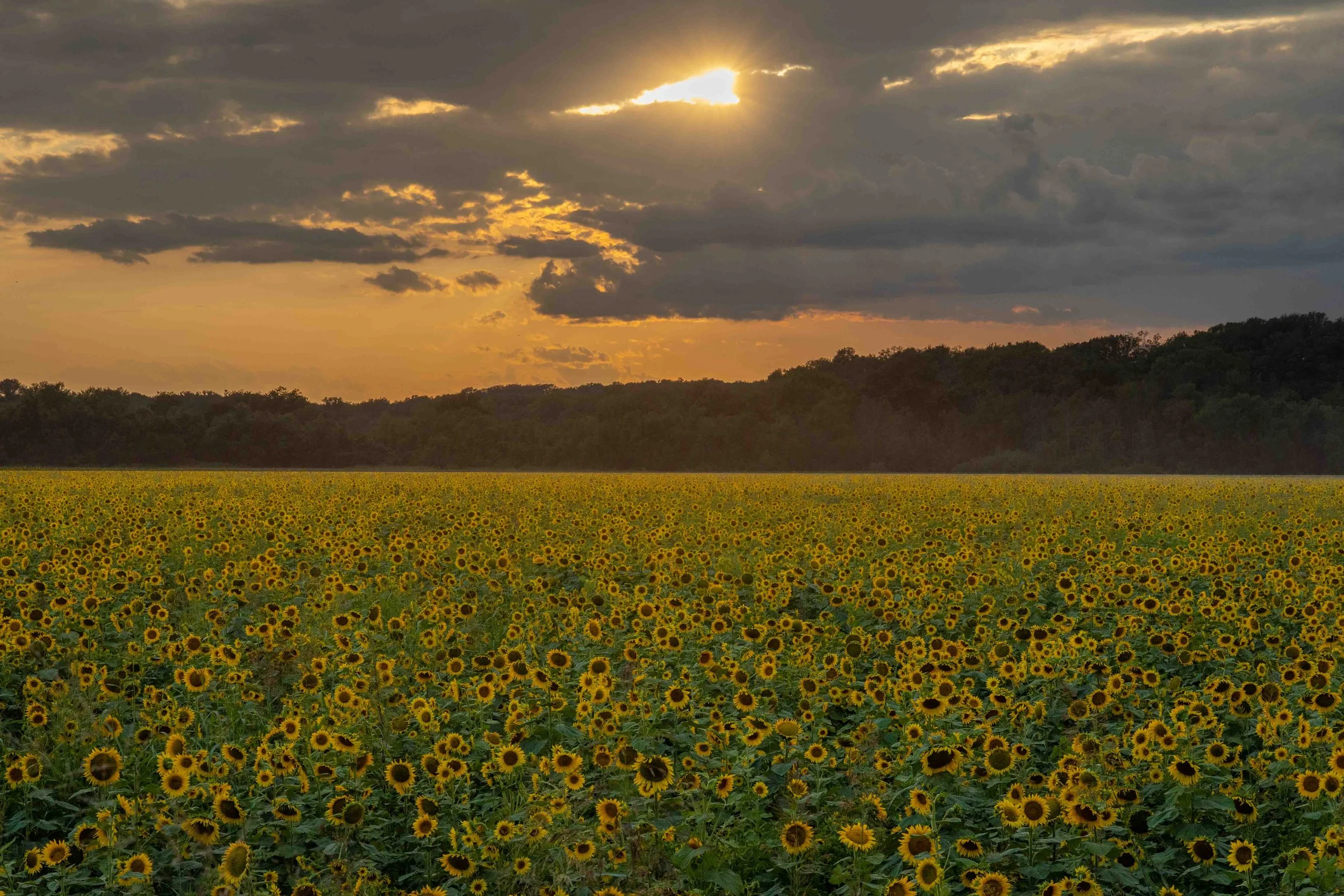 2025_09_03_Sunflowers_Weldon_Springs_0028.JPG