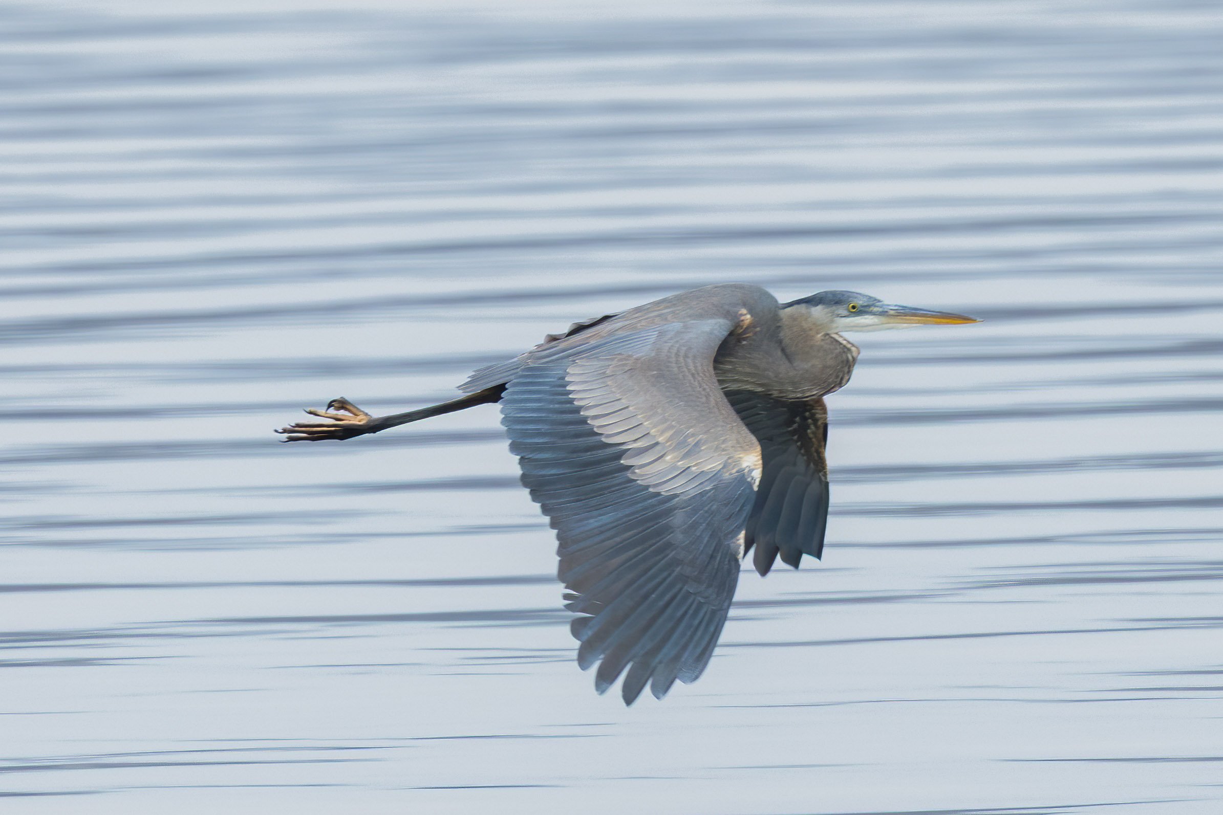 2026_01_02_Riverside Landing_0420-Edit.JPG