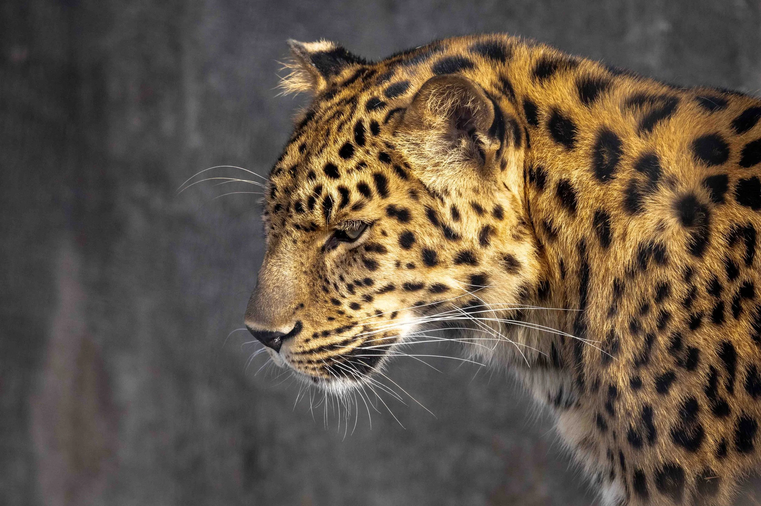2026_01_09_Zoo_0148.JPG