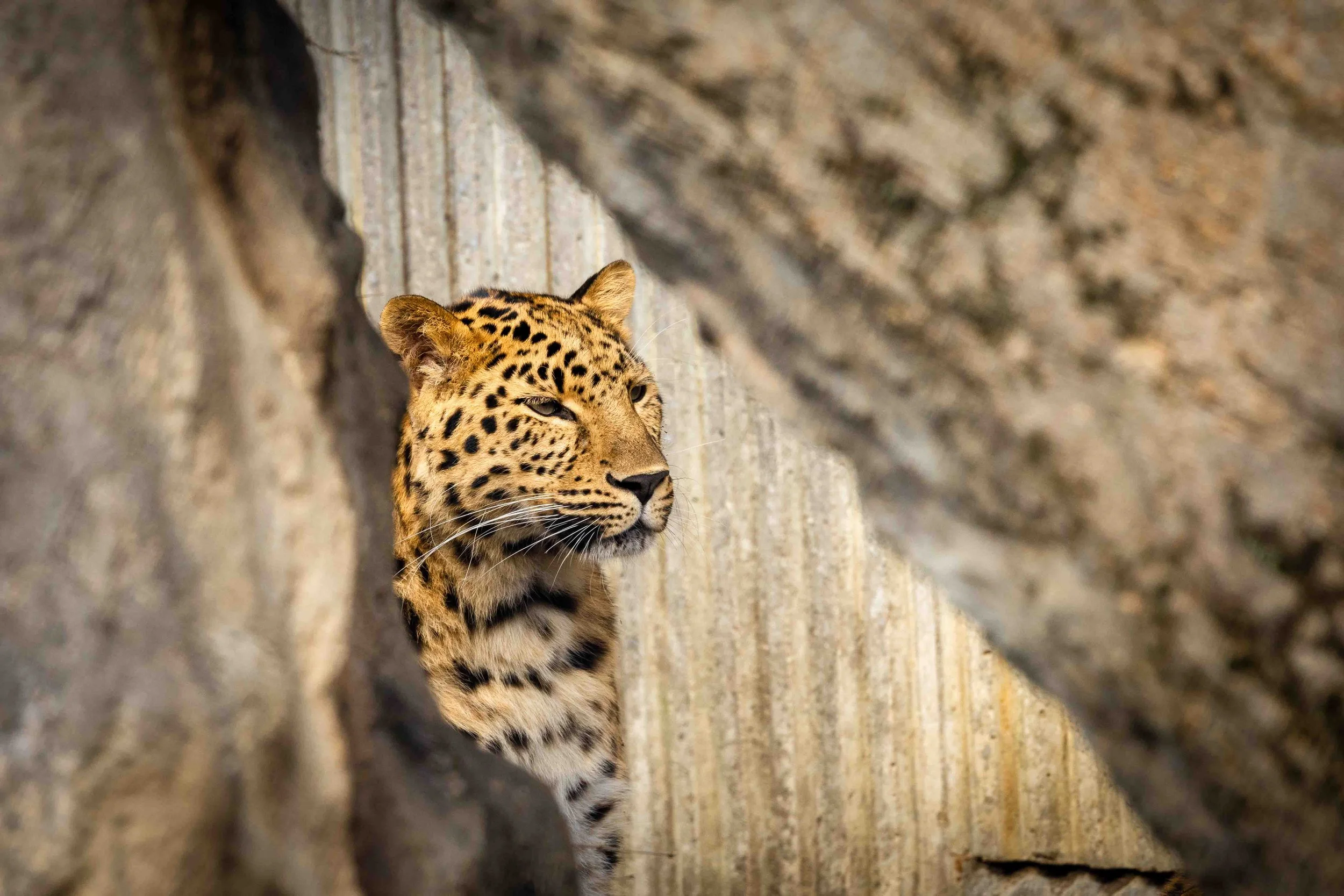 2026_01_09_Zoo_0133.JPG
