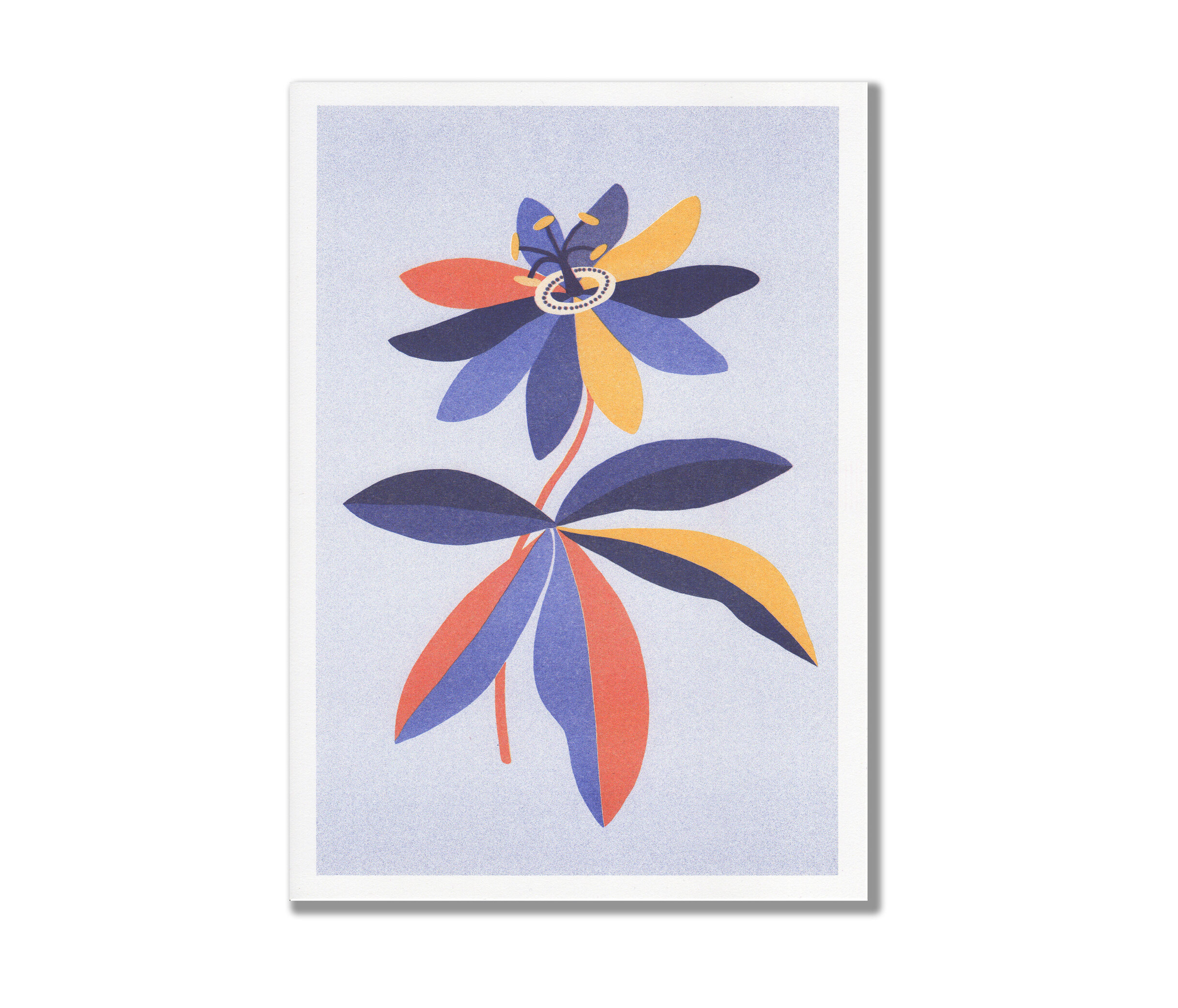 *Passiflora*