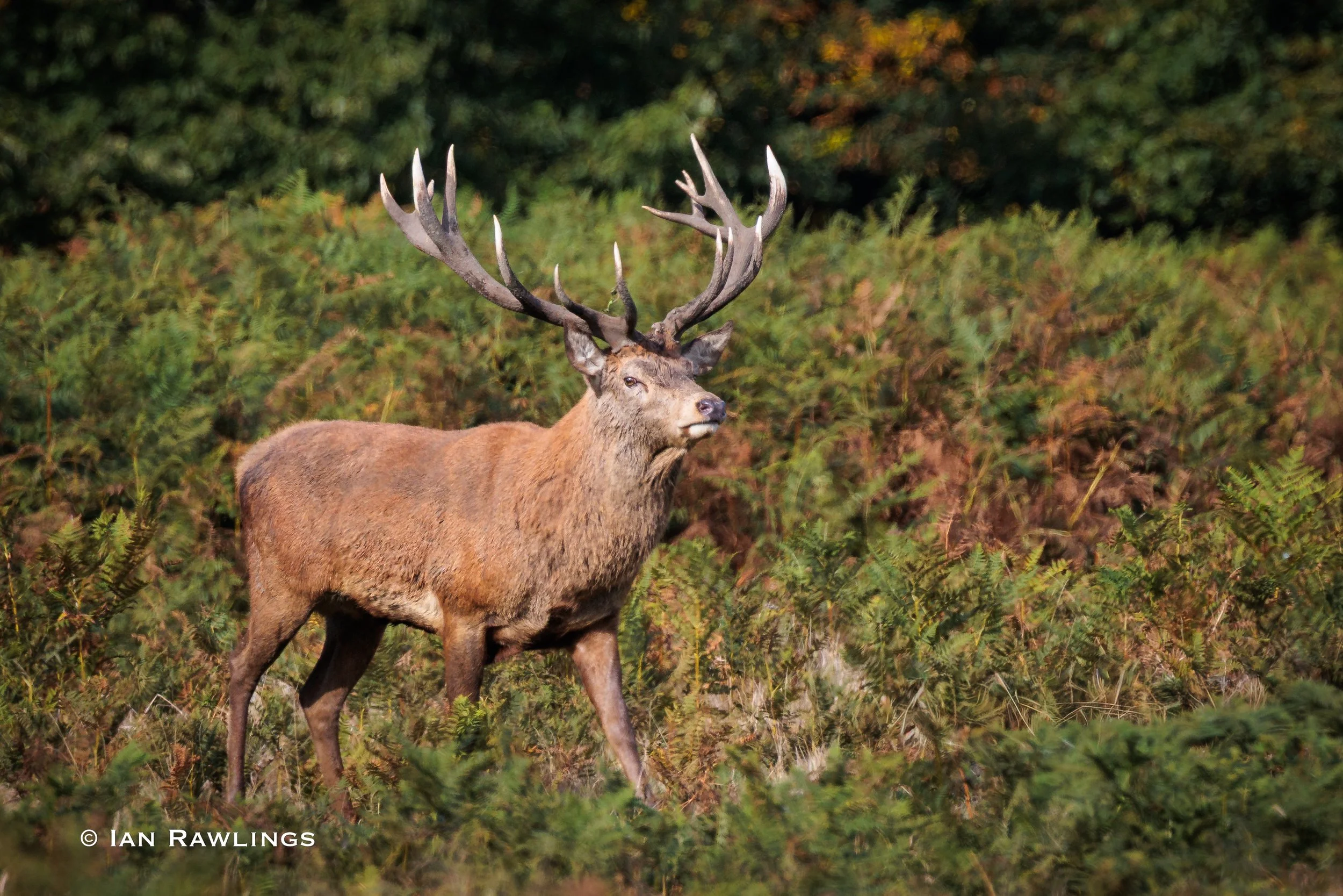Bushy Park Stags 2-09.jpg