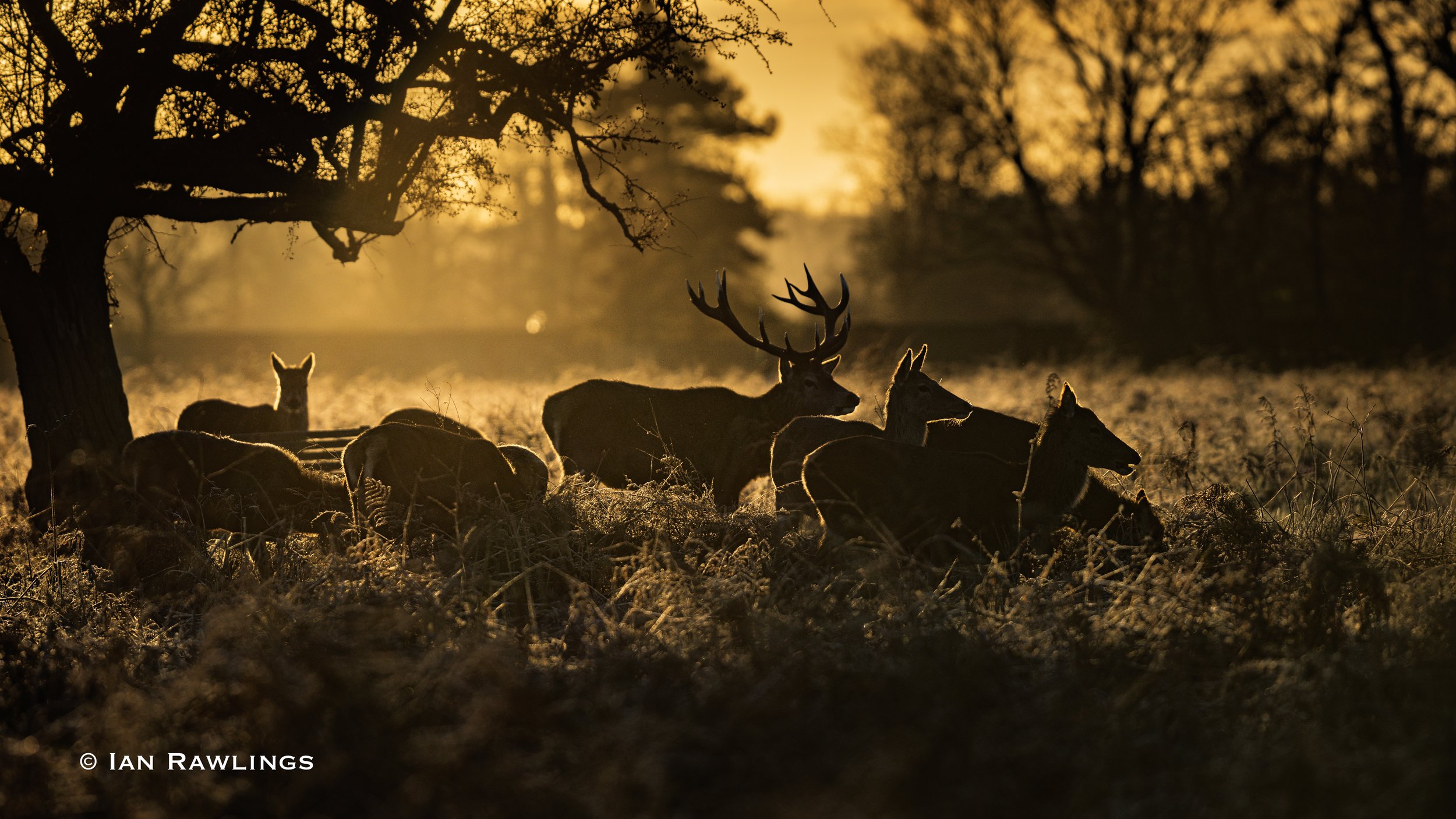 Bushy Park on a frosty morning