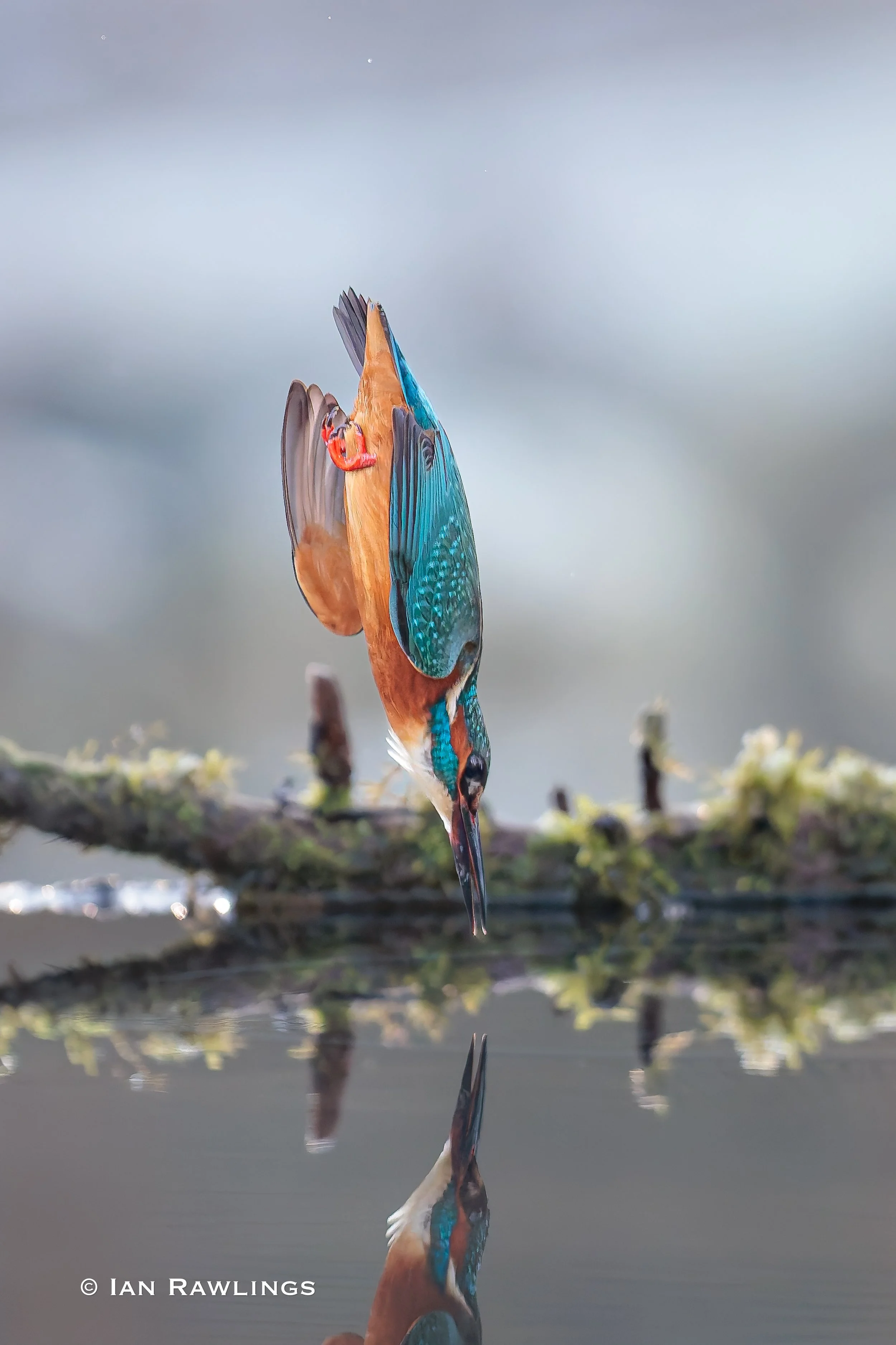 Sarratt Kingfishers visit two