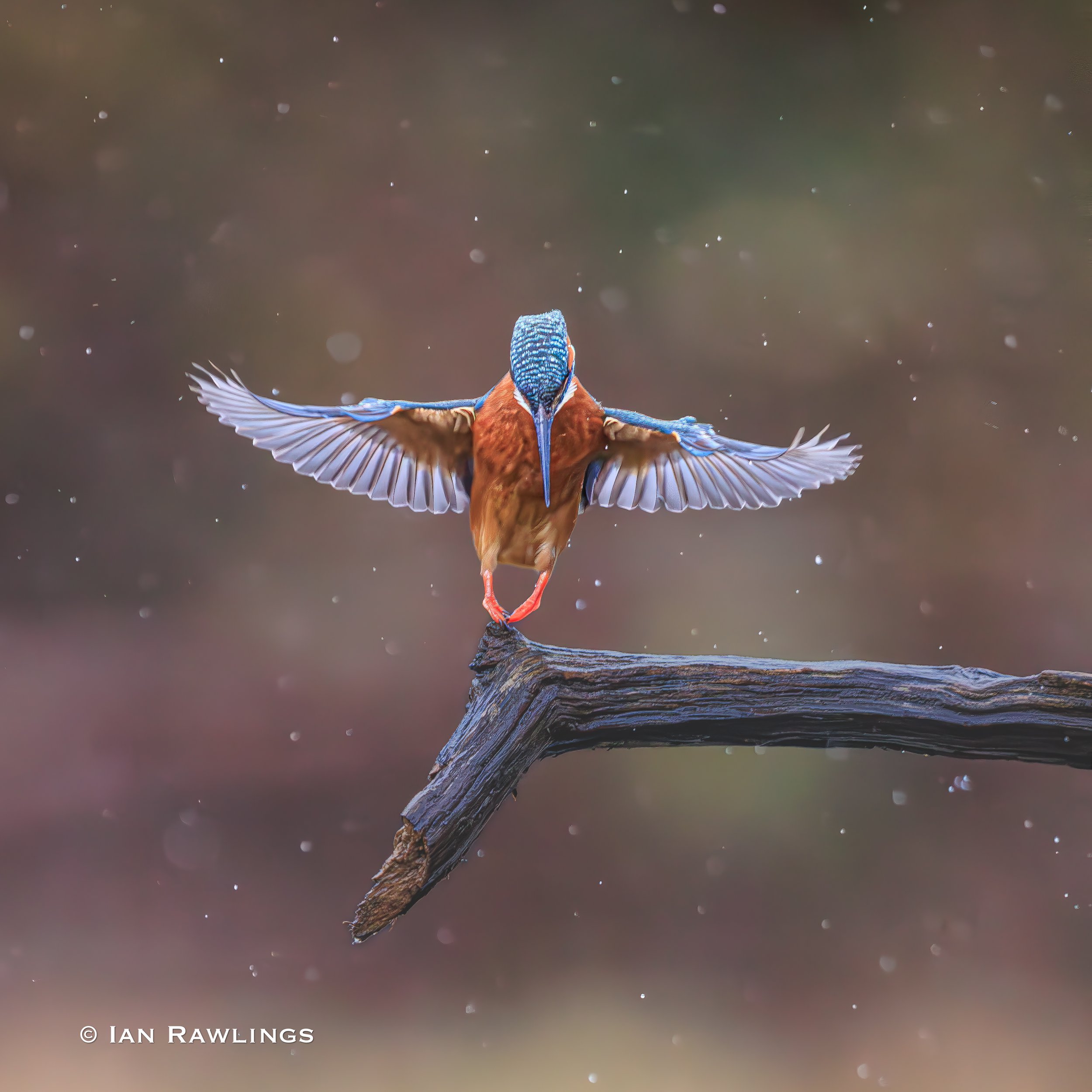 Sarratt Kingfishers 3