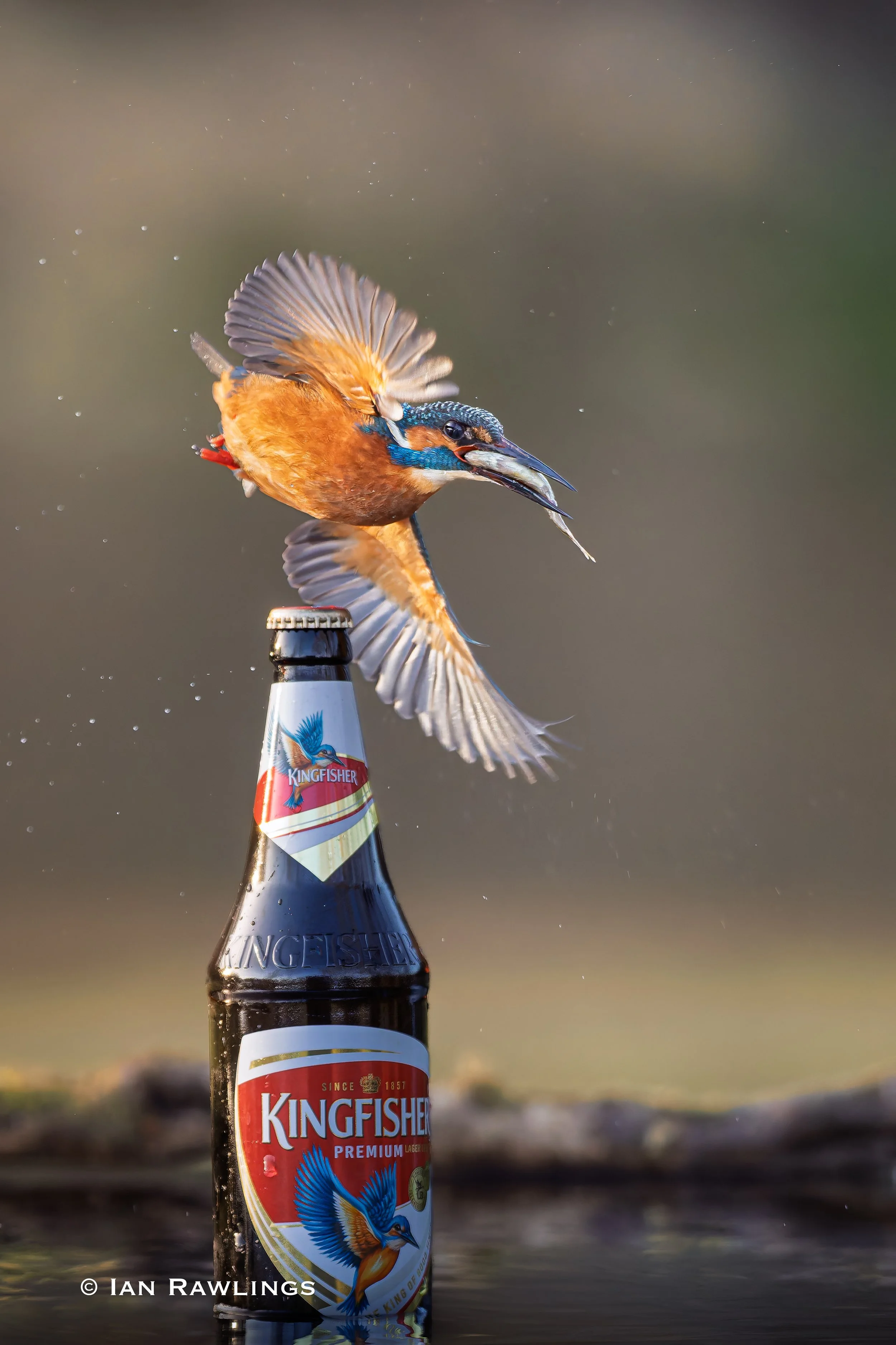 Bird and Beer