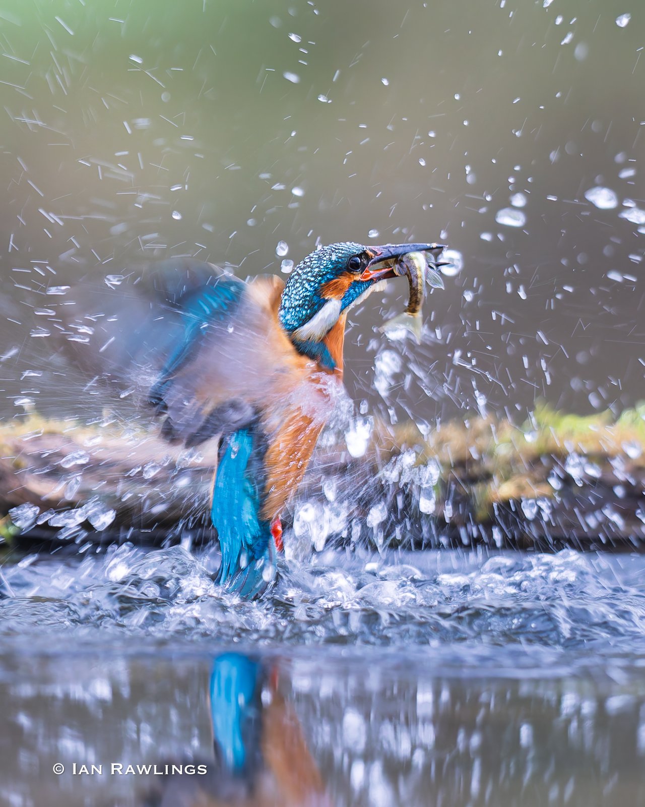 Sarrat Kingfishers 6