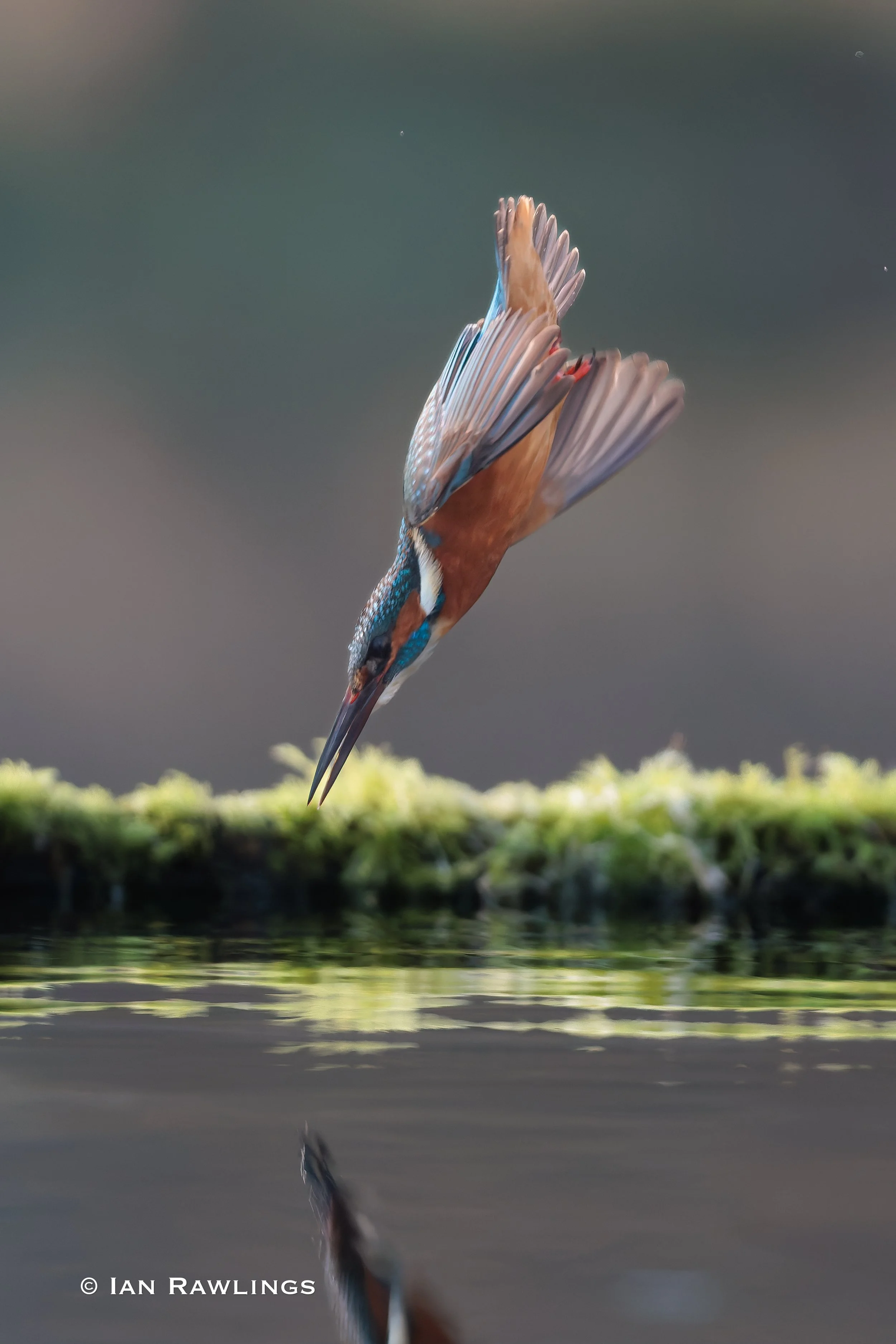 Kingfishers  Sarrat 7