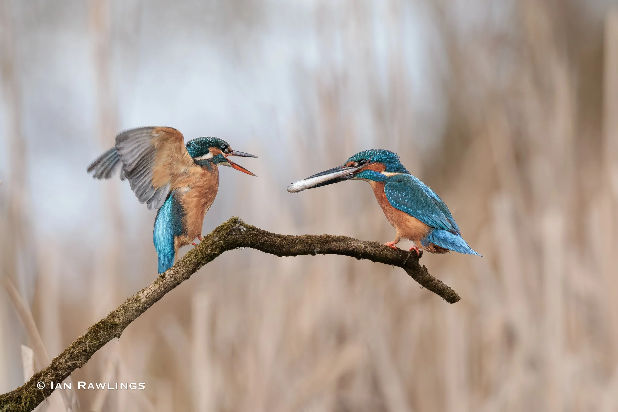 Kingfisher Courtship