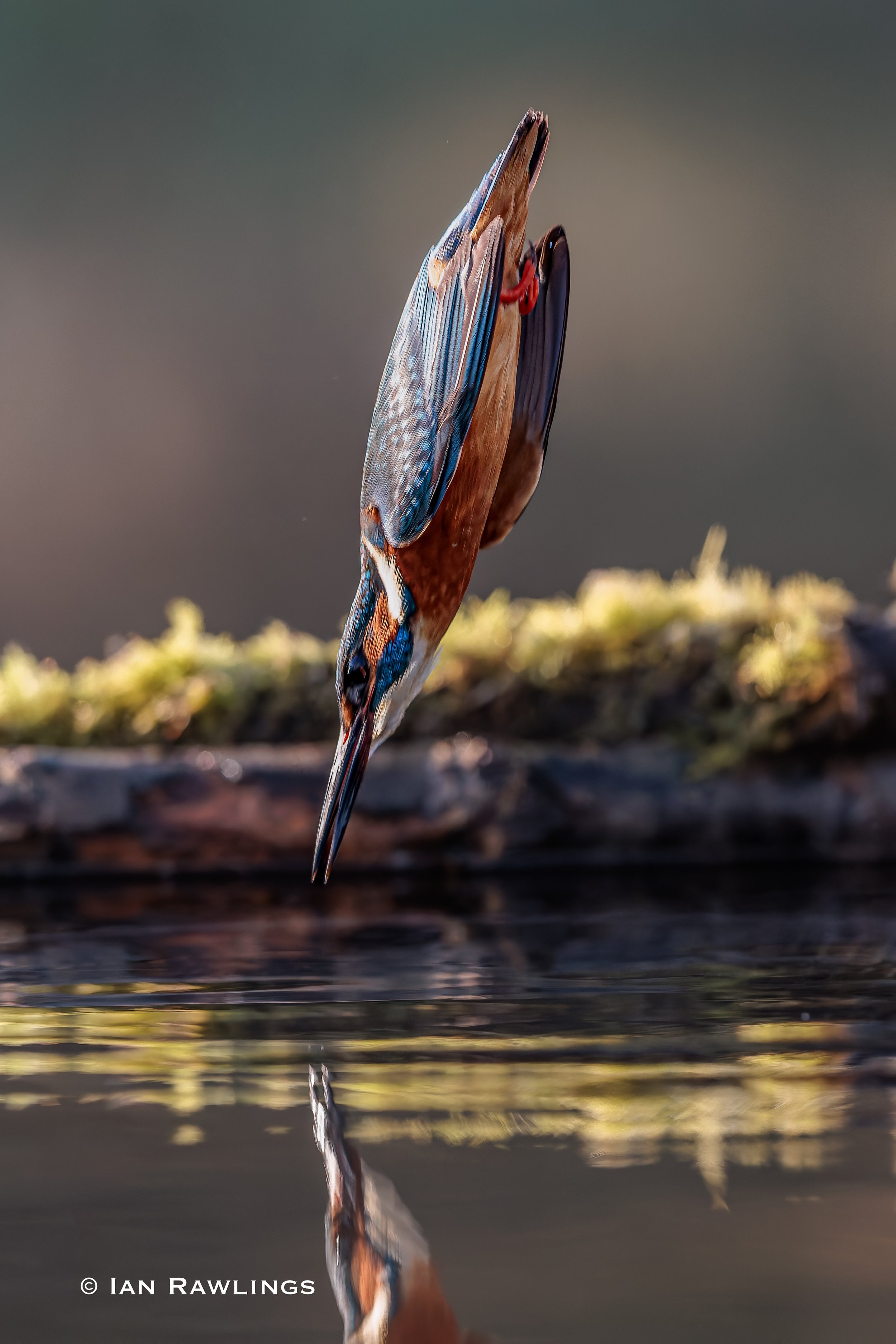 Sarrat KF 500mm Premier