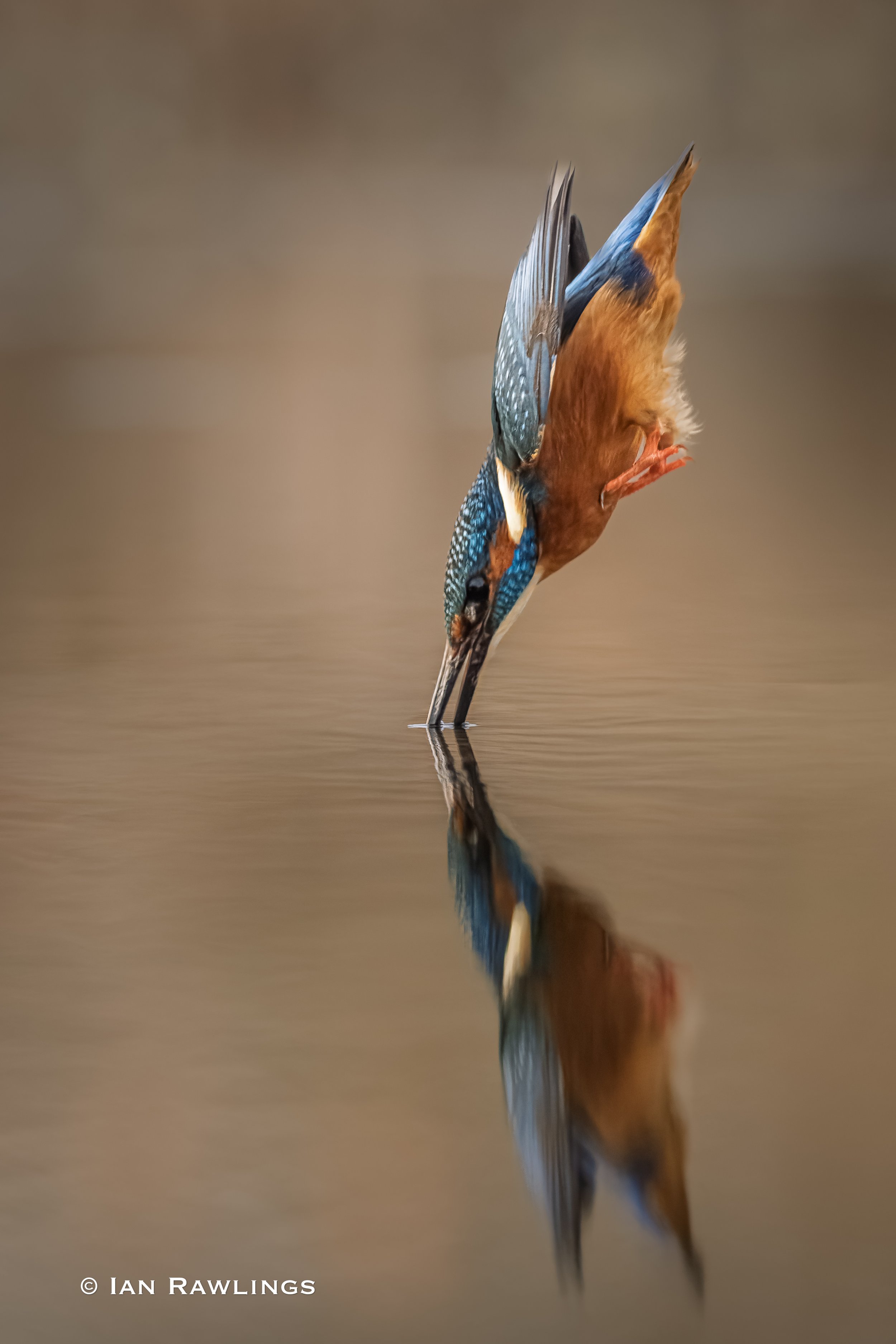 Pond Hide Kingfishers